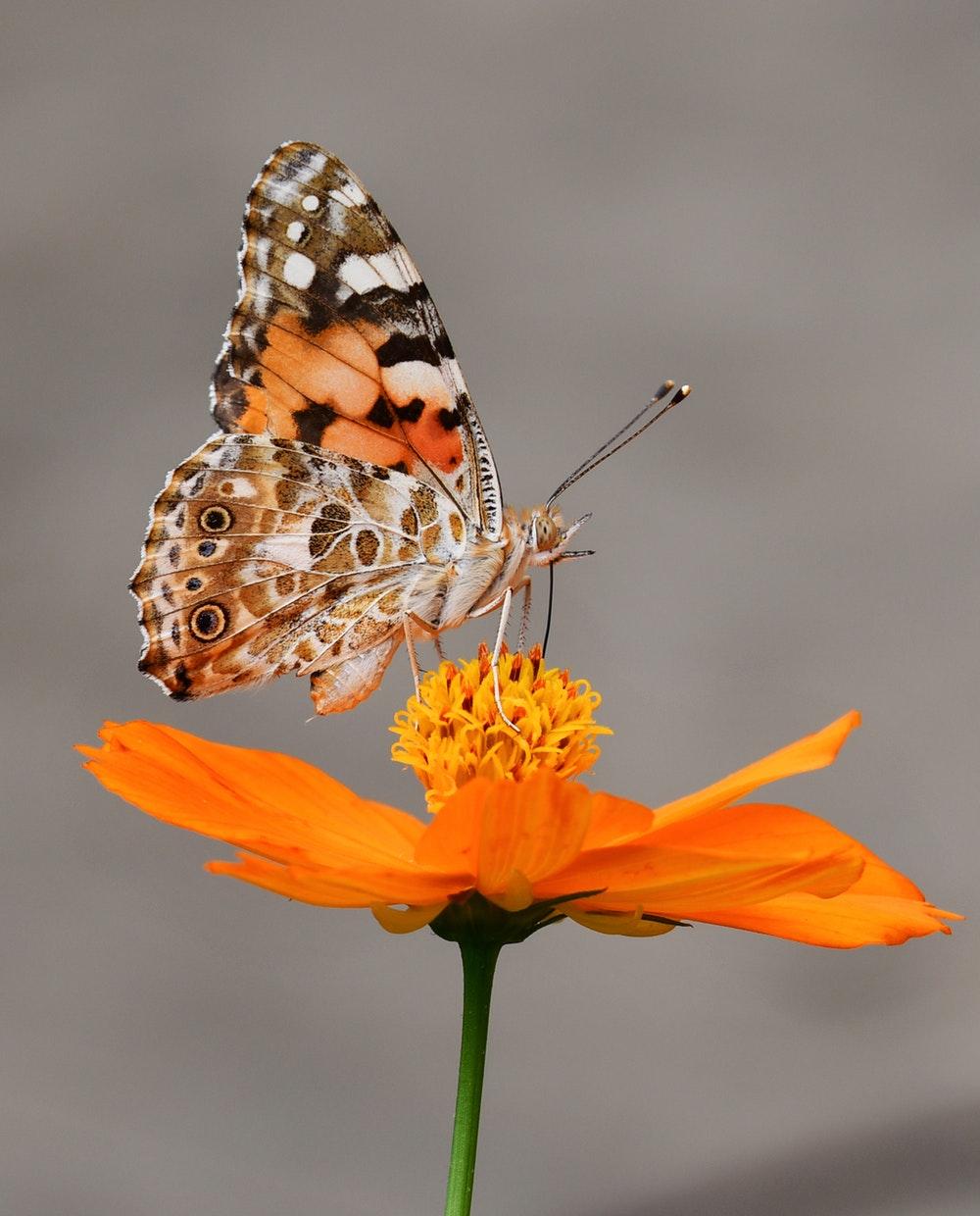 Butterfly Picture [HQ]. Download Free Image