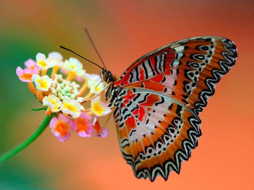 Patterns of Nature. Butterfly