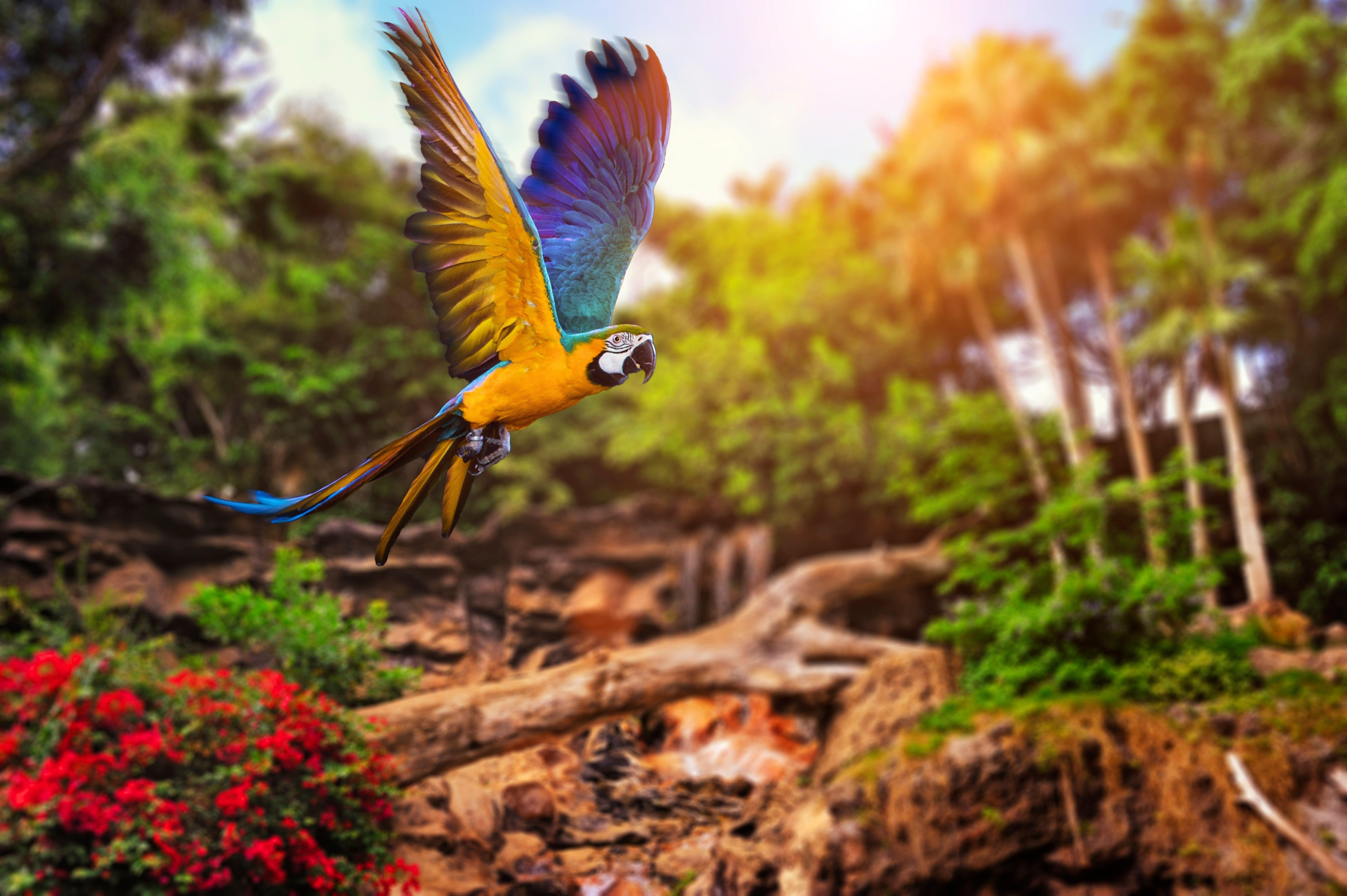 Download Tropical Birds Forest Wallpaper Wallpaper Image