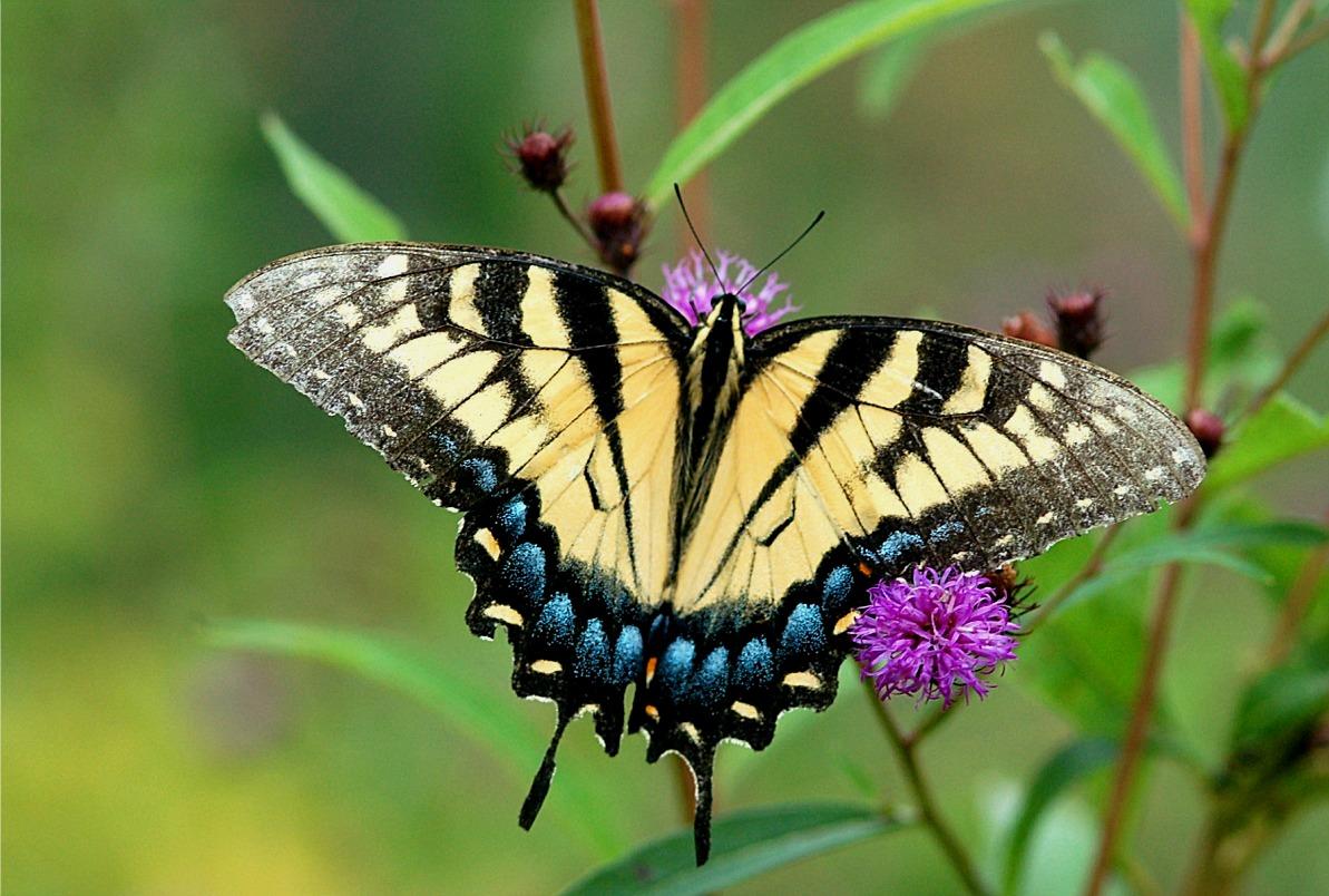 Swallowtail Butterfly Background → Animals Gallery