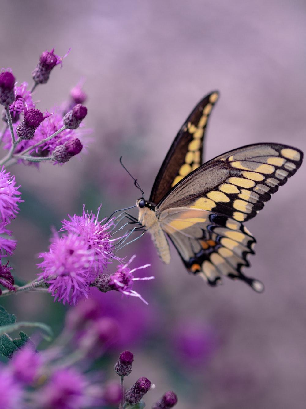 Butterfly Flying Wallpapers - Wallpaper Cave