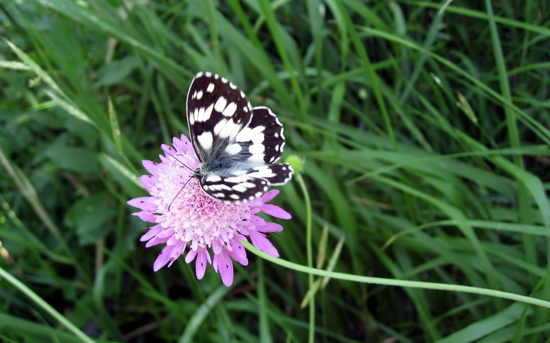 Beautiful Picture Of Butterflies