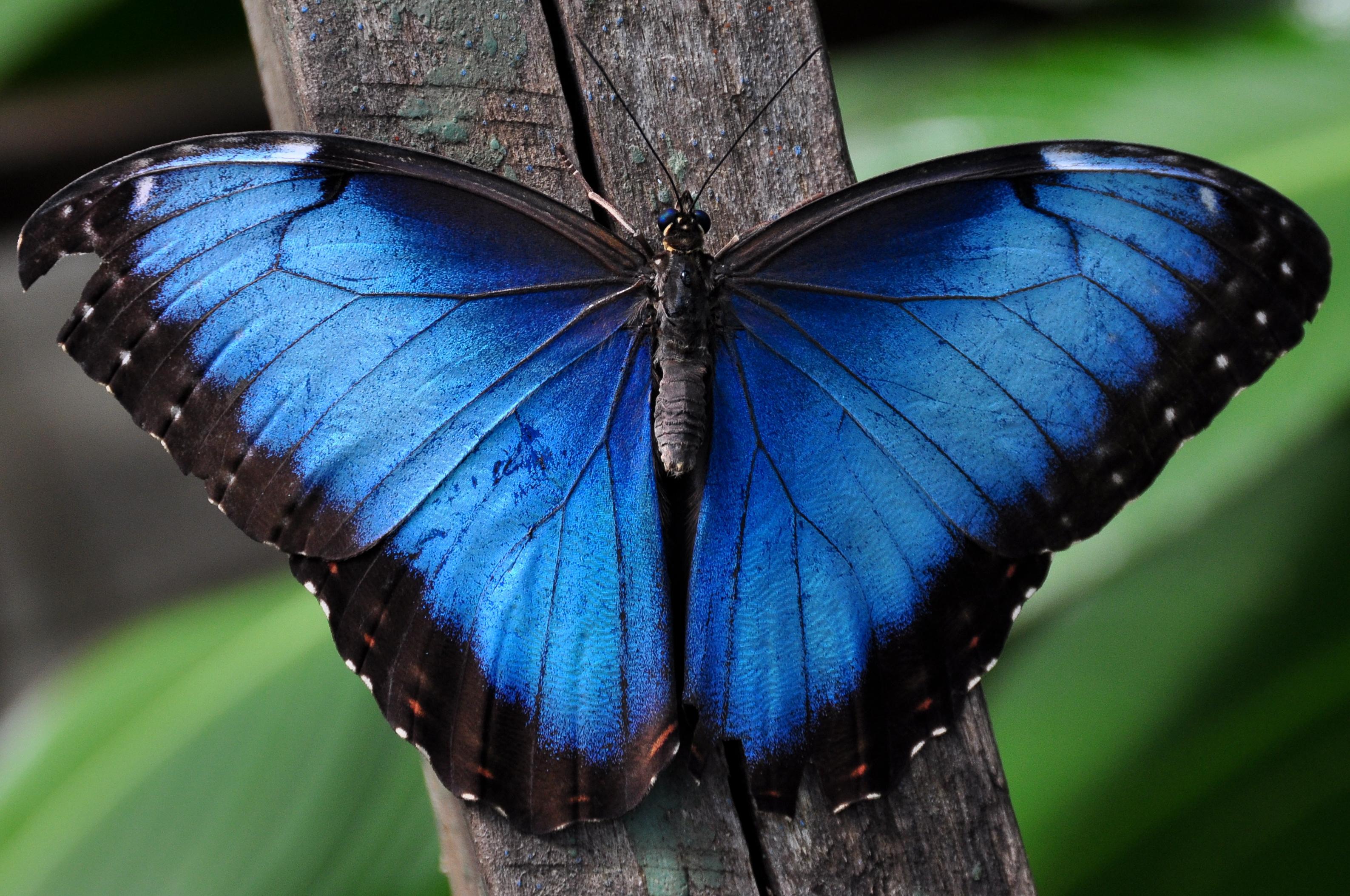 Colorful 【Butterfly】HD Free Image Wallpaper Download