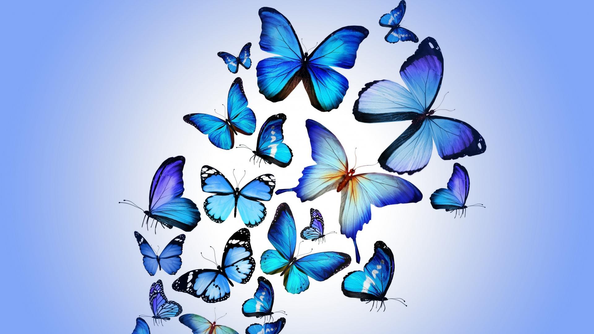 EG:21 Butterfly Image Wallpaper: Butterfly, on LL
