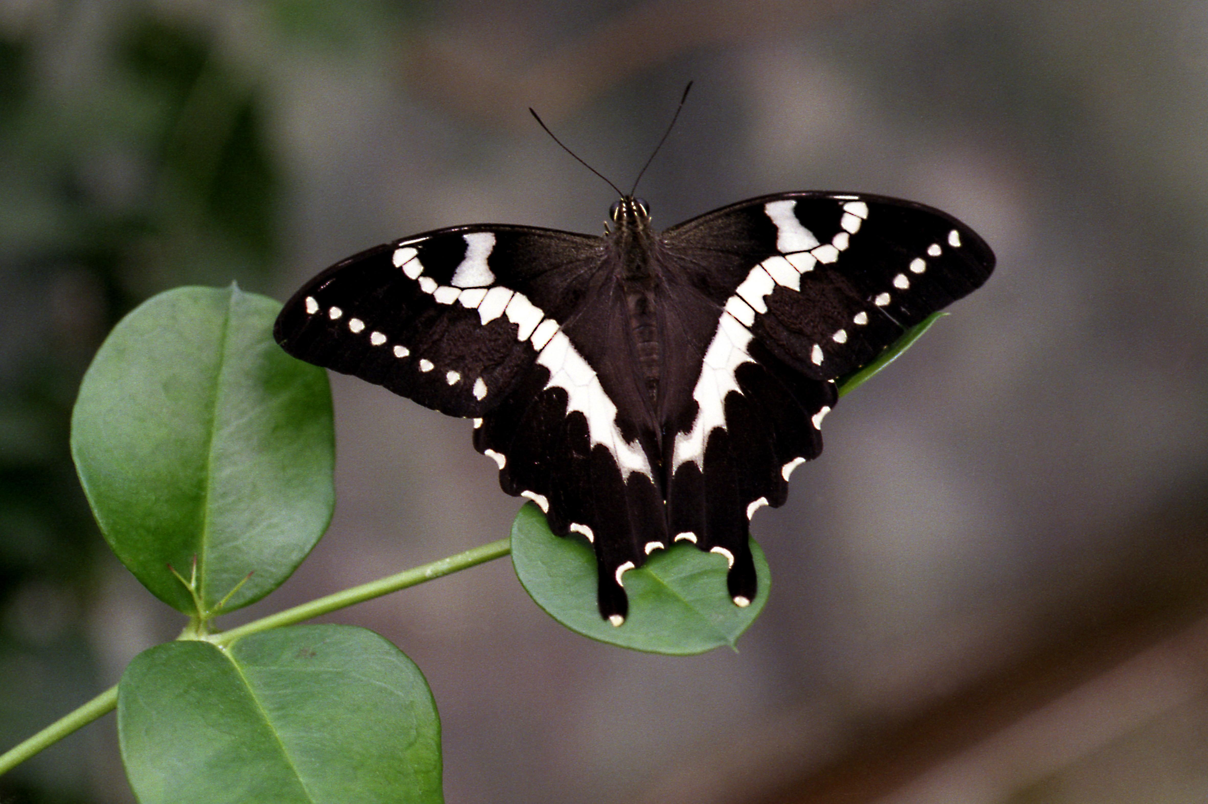 White Wallpaper with butterflies Unique butterfly Free Stock