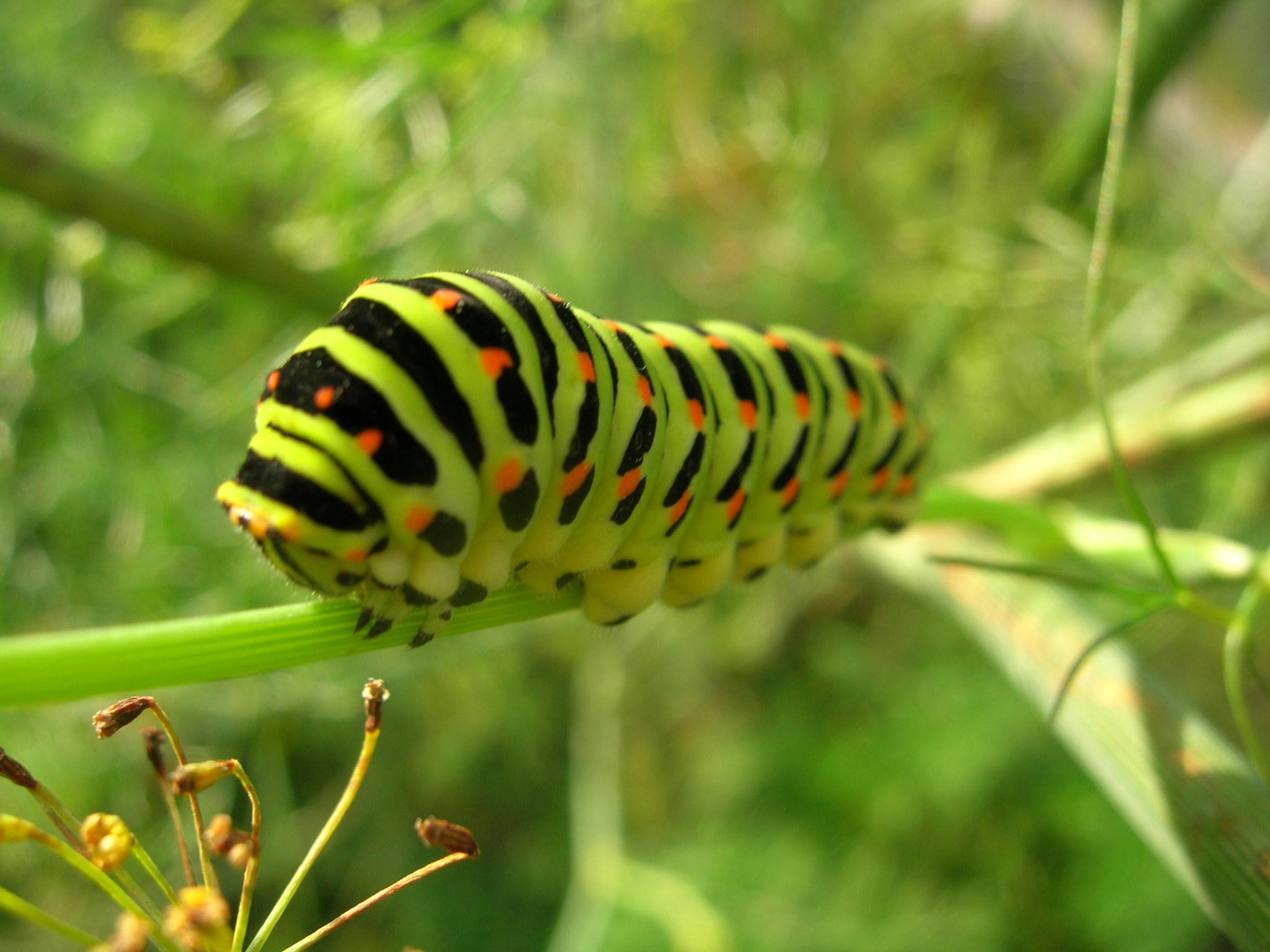 insects, Caterpillars, Bugs Wallpaper HD / Desktop and Mobile