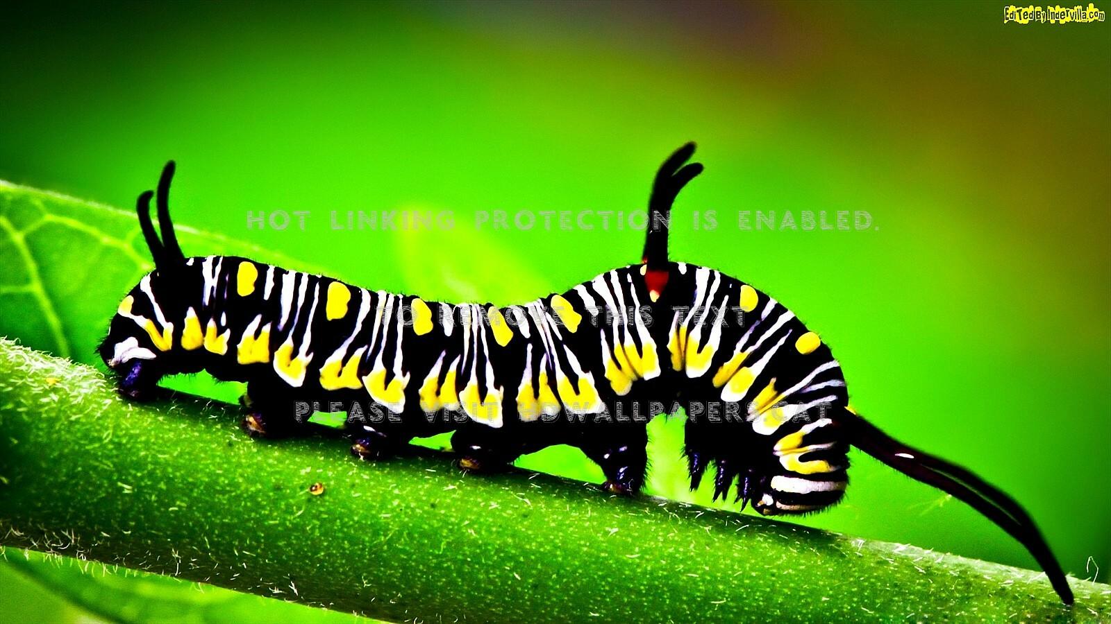 caterpillar on stem bug yellow black nature