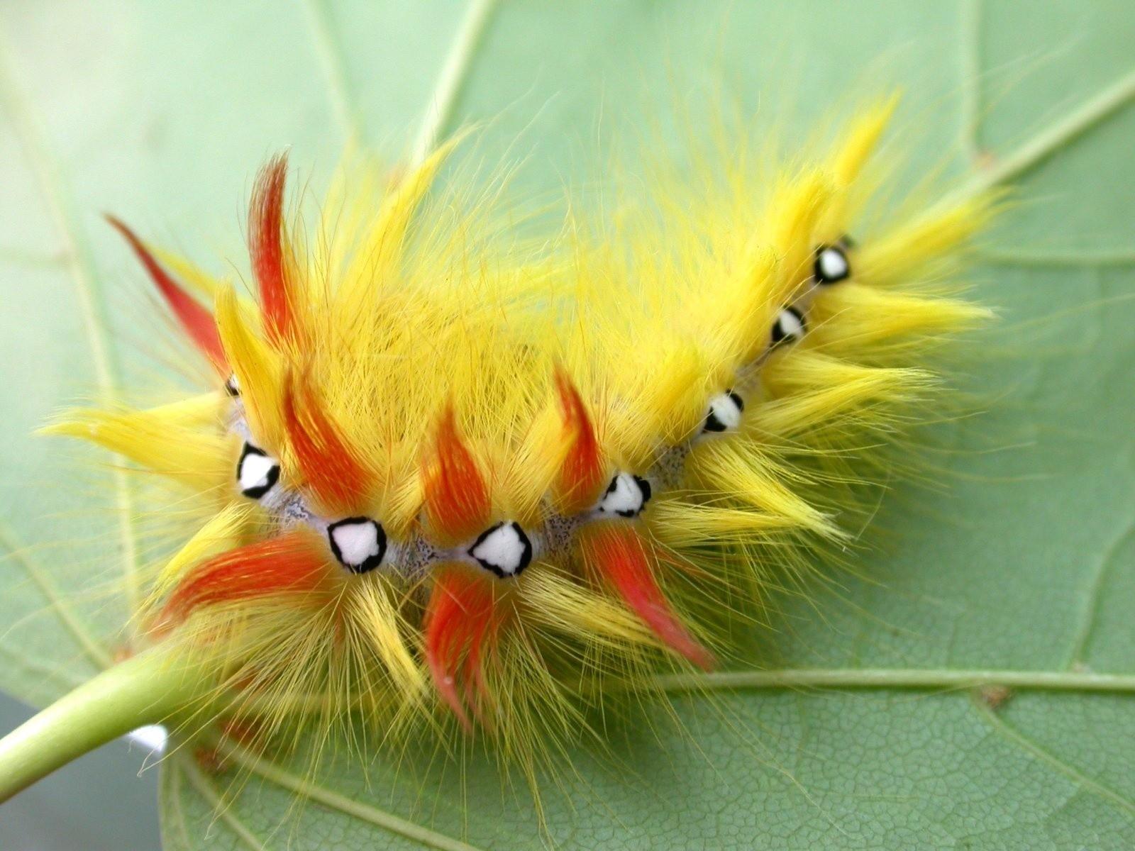Caterpillars wallpaper picture download
