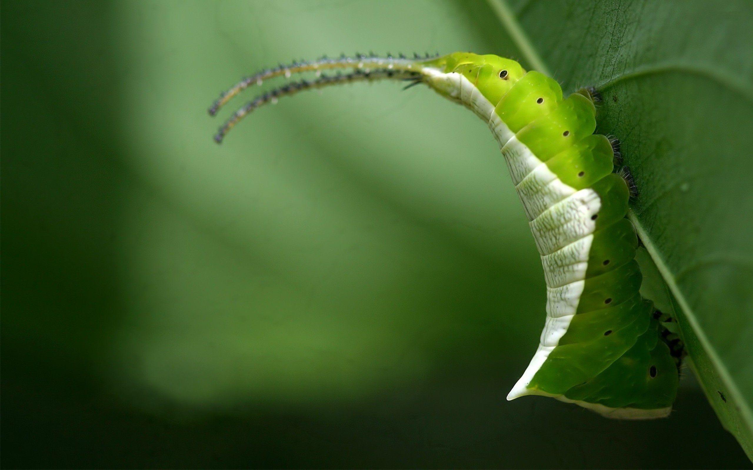 Caterpillar Bug Wallpaper