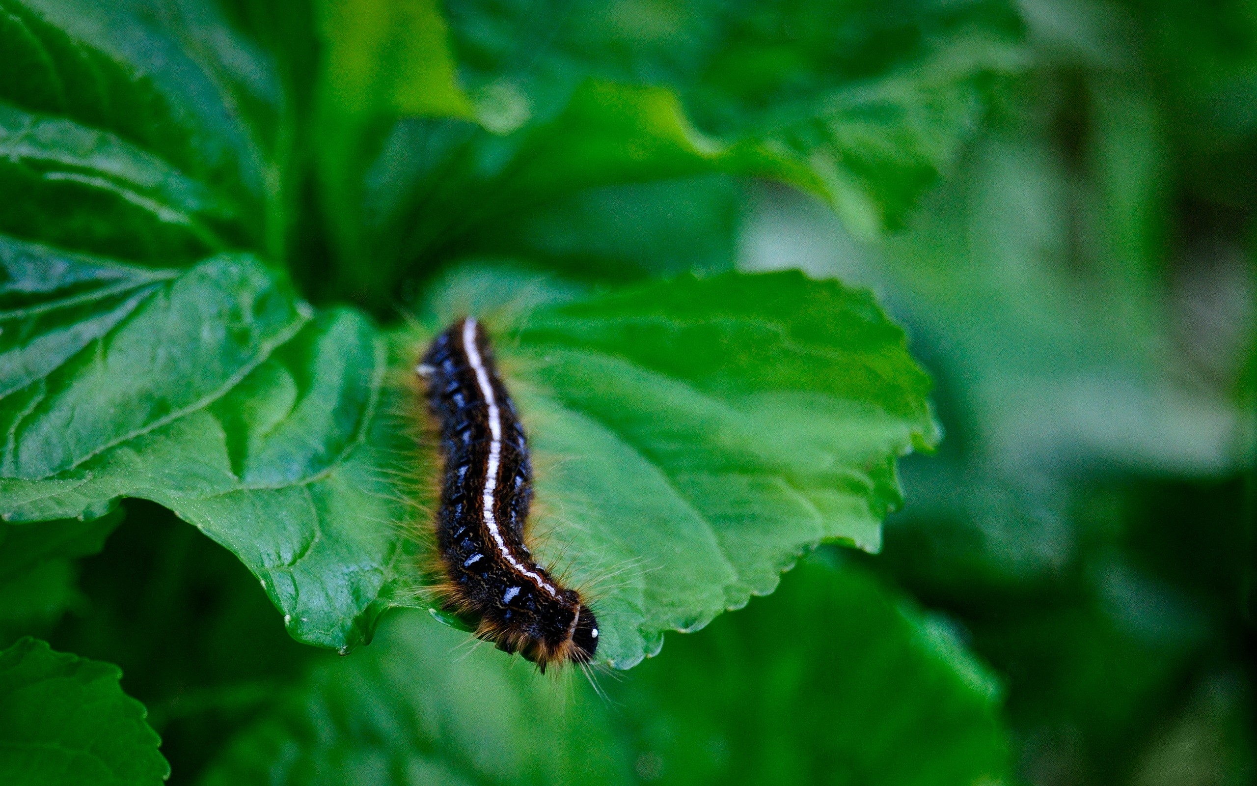 Bugs: Caterpillar Blast Nature Close Botanical Beautiful Foliage
