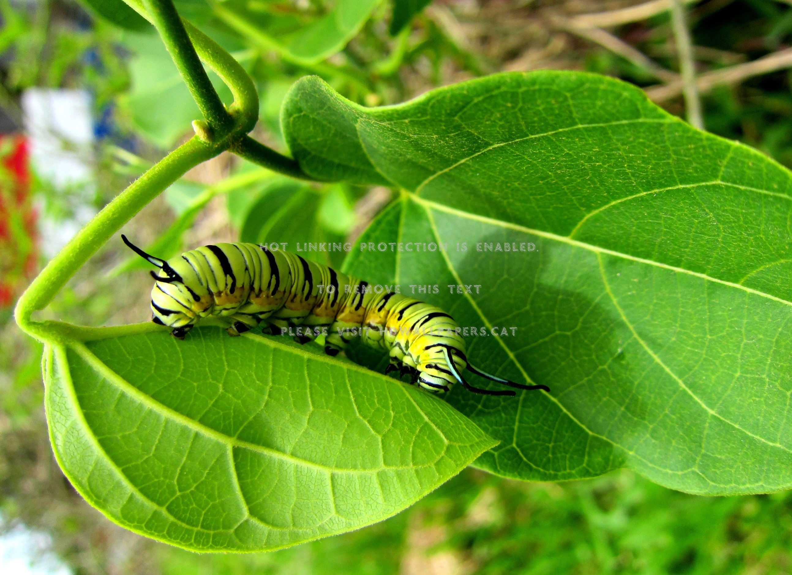 caterpillar bright color leaves green bugs