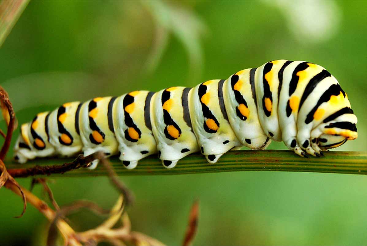 Caterpillar Picture