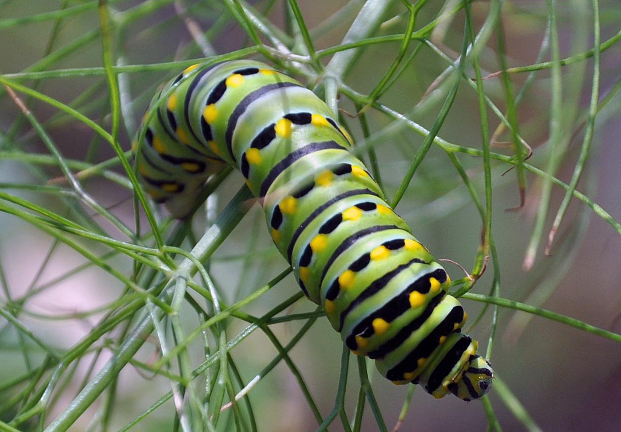 black swallowtail caterpillar. A Round Rock Garden