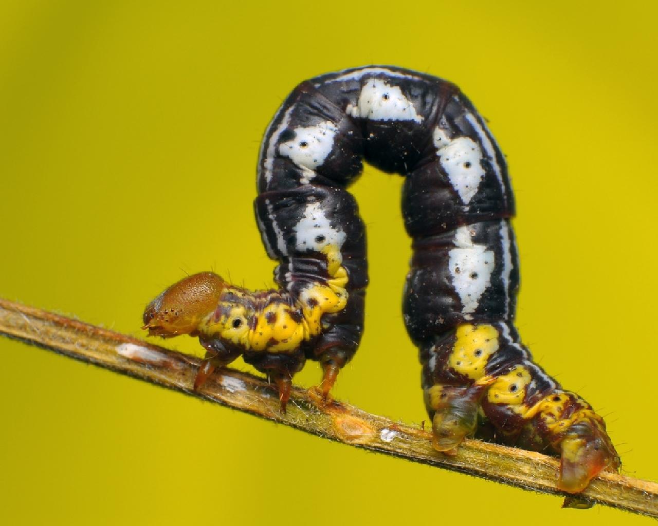 Caterpillars wallpaper picture download