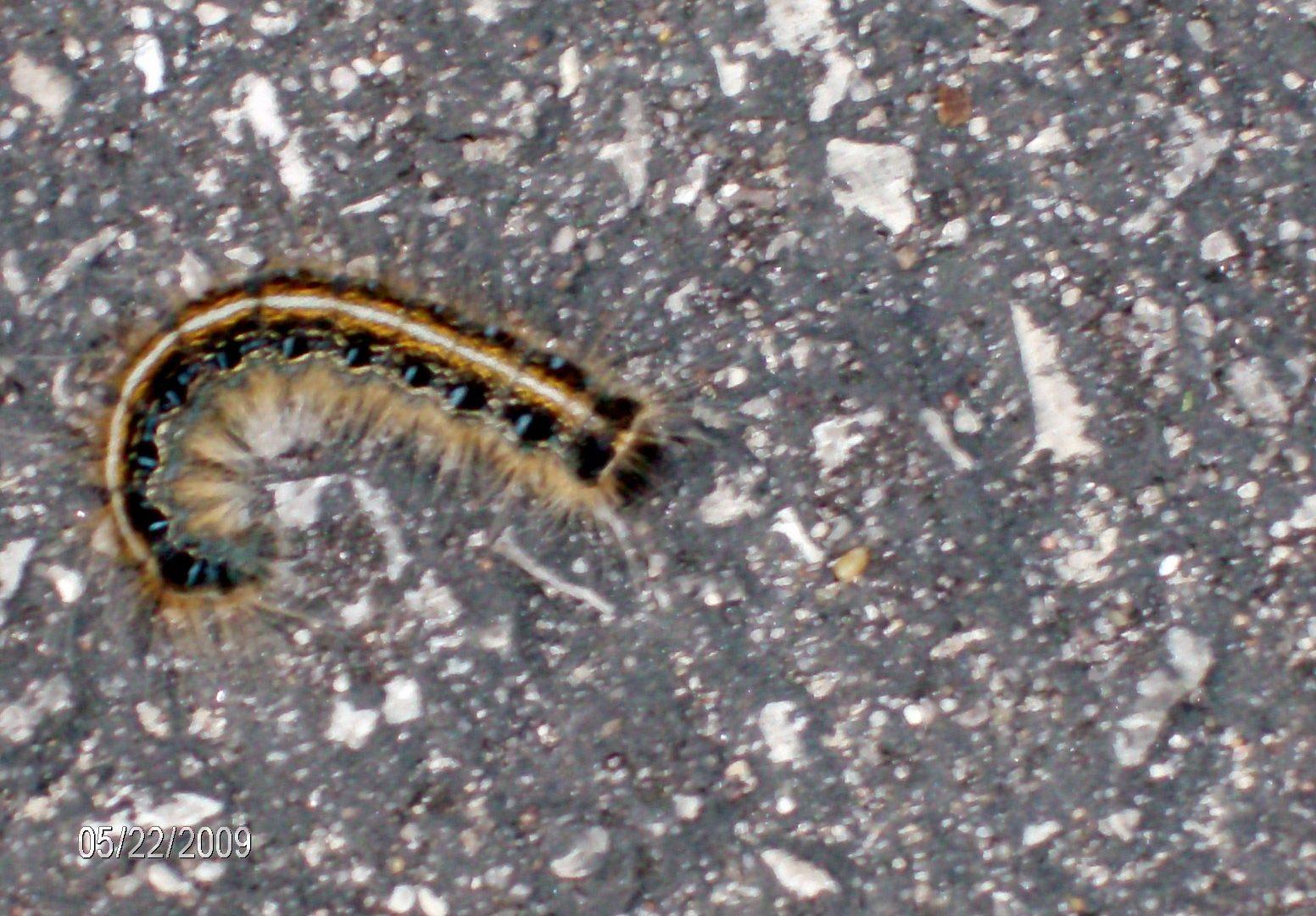 Bugs: Caterpillar Fuzzy Small Picture For Desktop HD 16:9 High