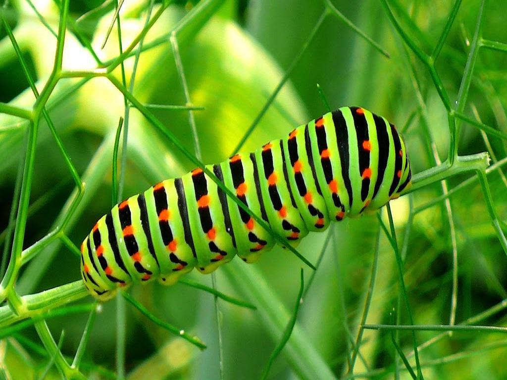 Bug Wallpaper Caterpillar