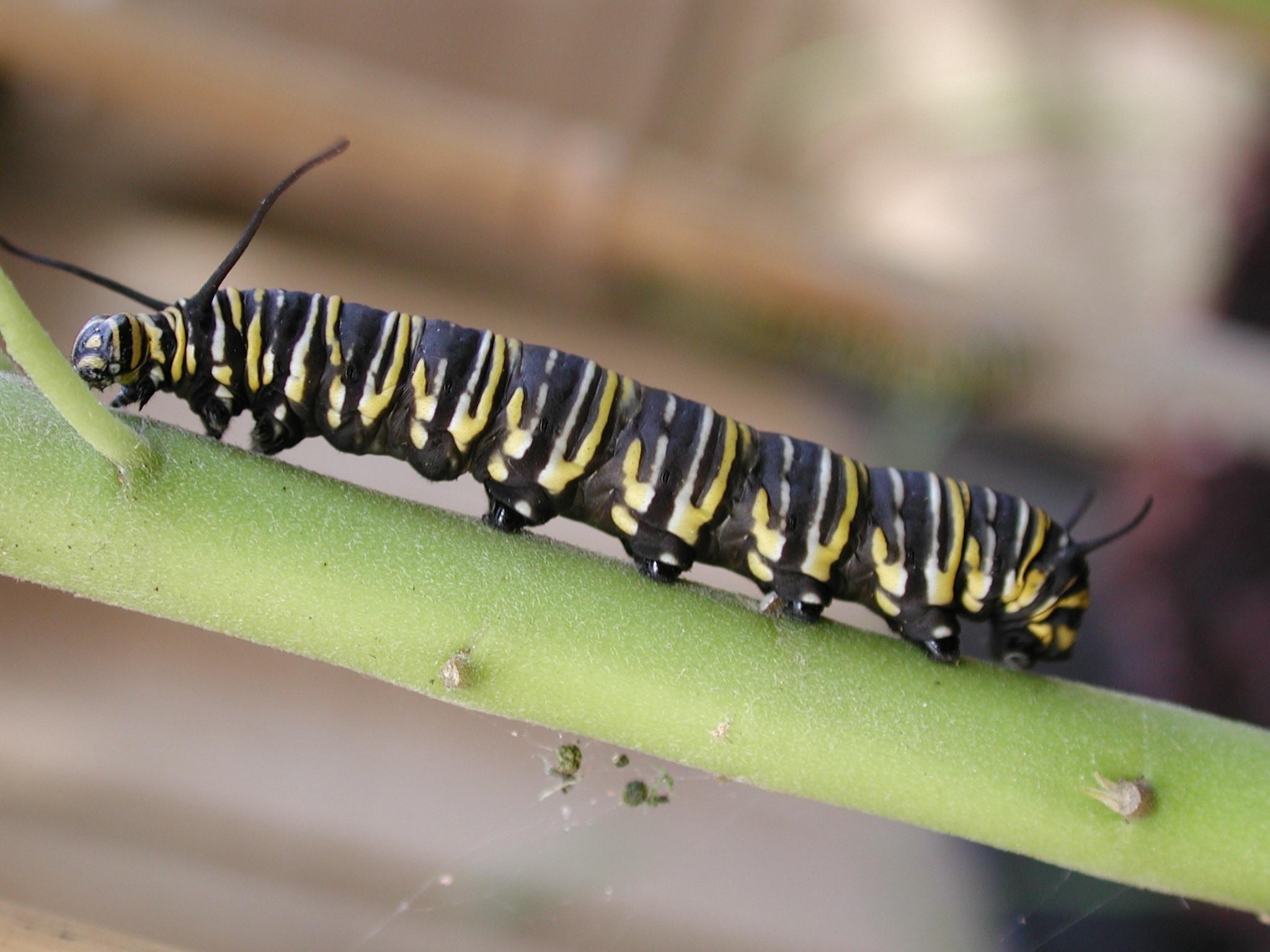 black yellow and white caterpillar free image