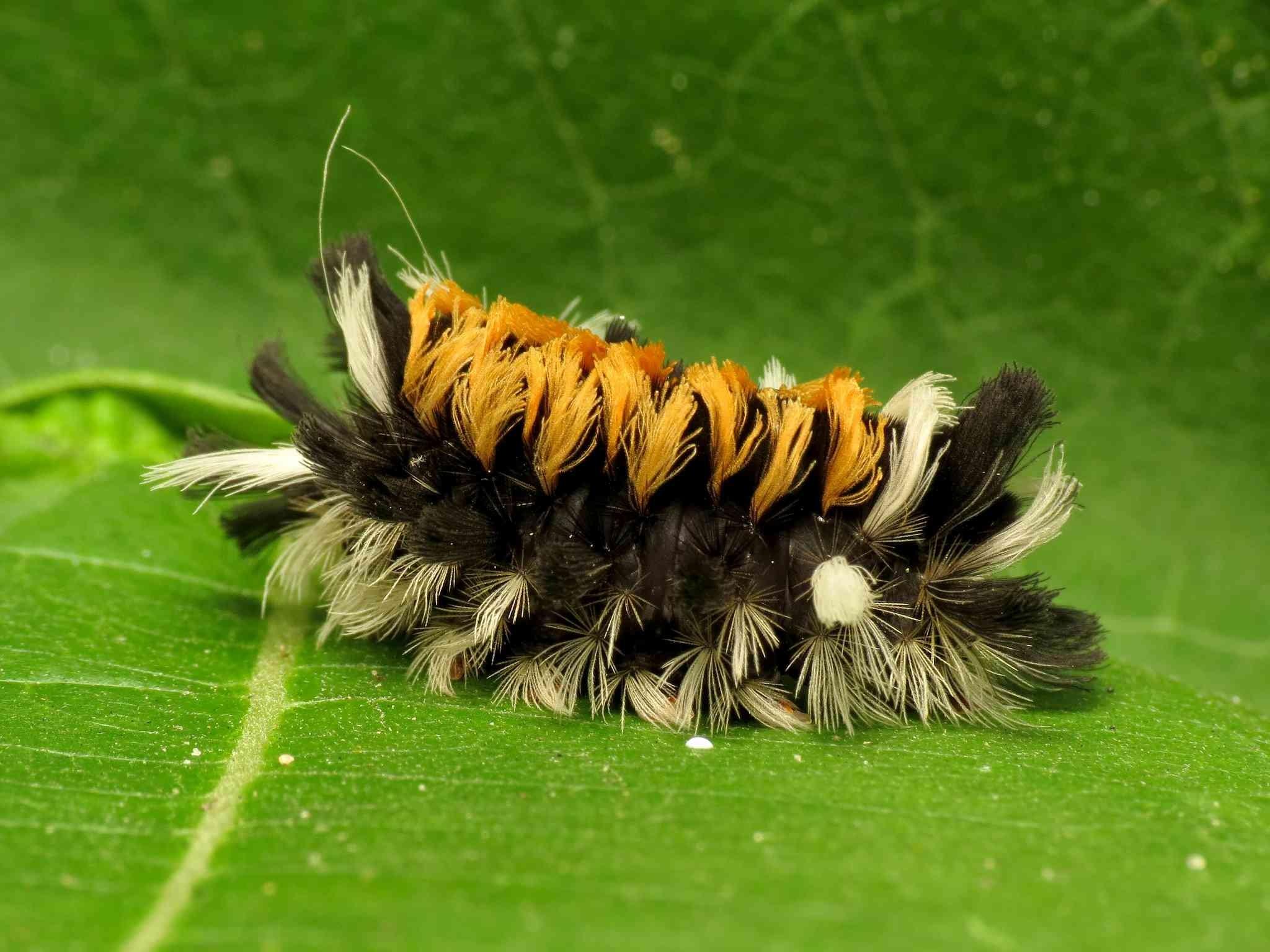 Insect Tree Caterpillar Bug Yellow Wallpaper Bugs Awesome 7 Insects