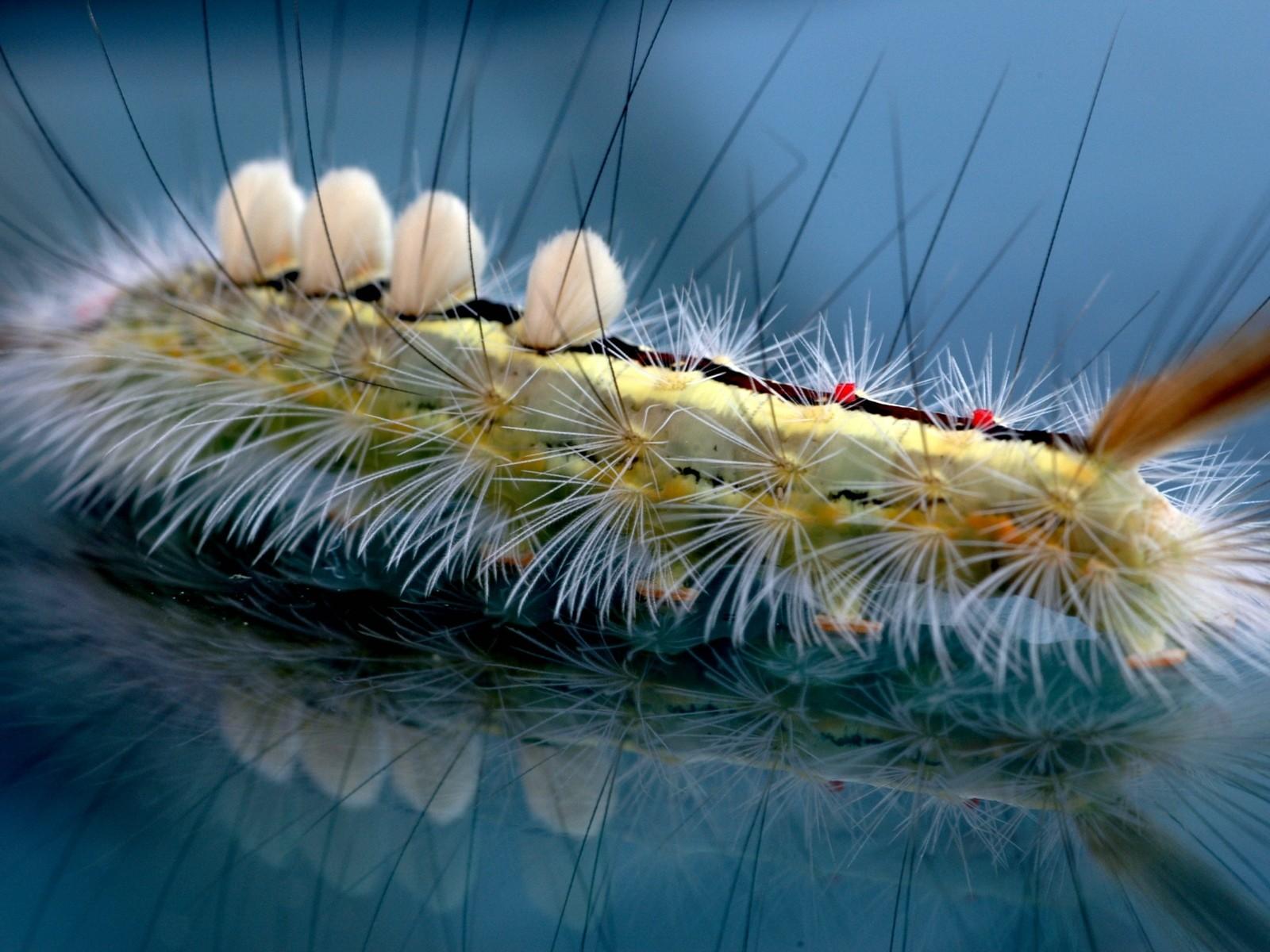 Bug Curious Caterpillar Animal Moving Bugs Wallpaper Bug for HD 16