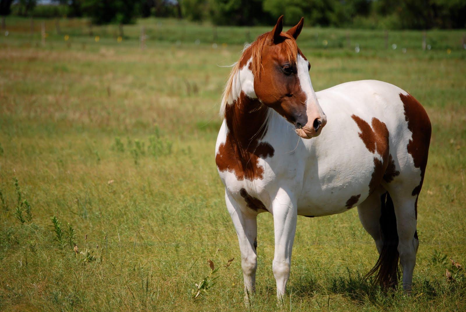 baby paint horse pictures