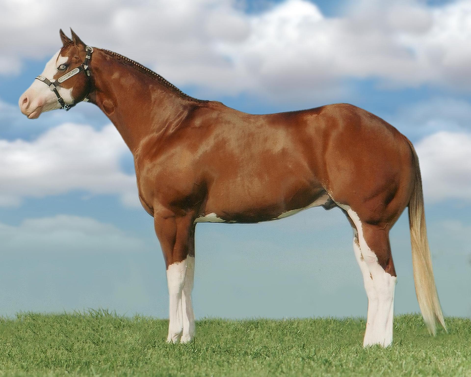 American Paint Horse Wallpaper HD Download