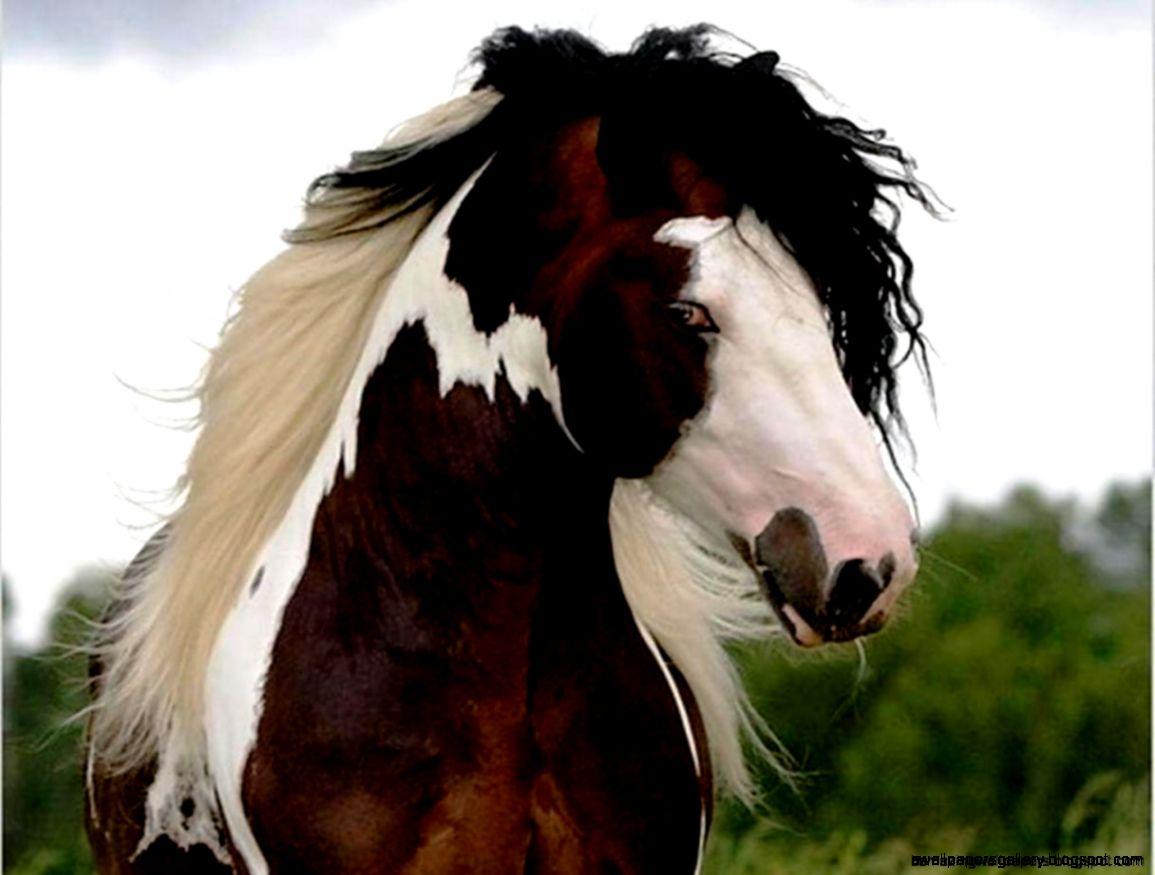 Picture of Wild Paint Horse Picture