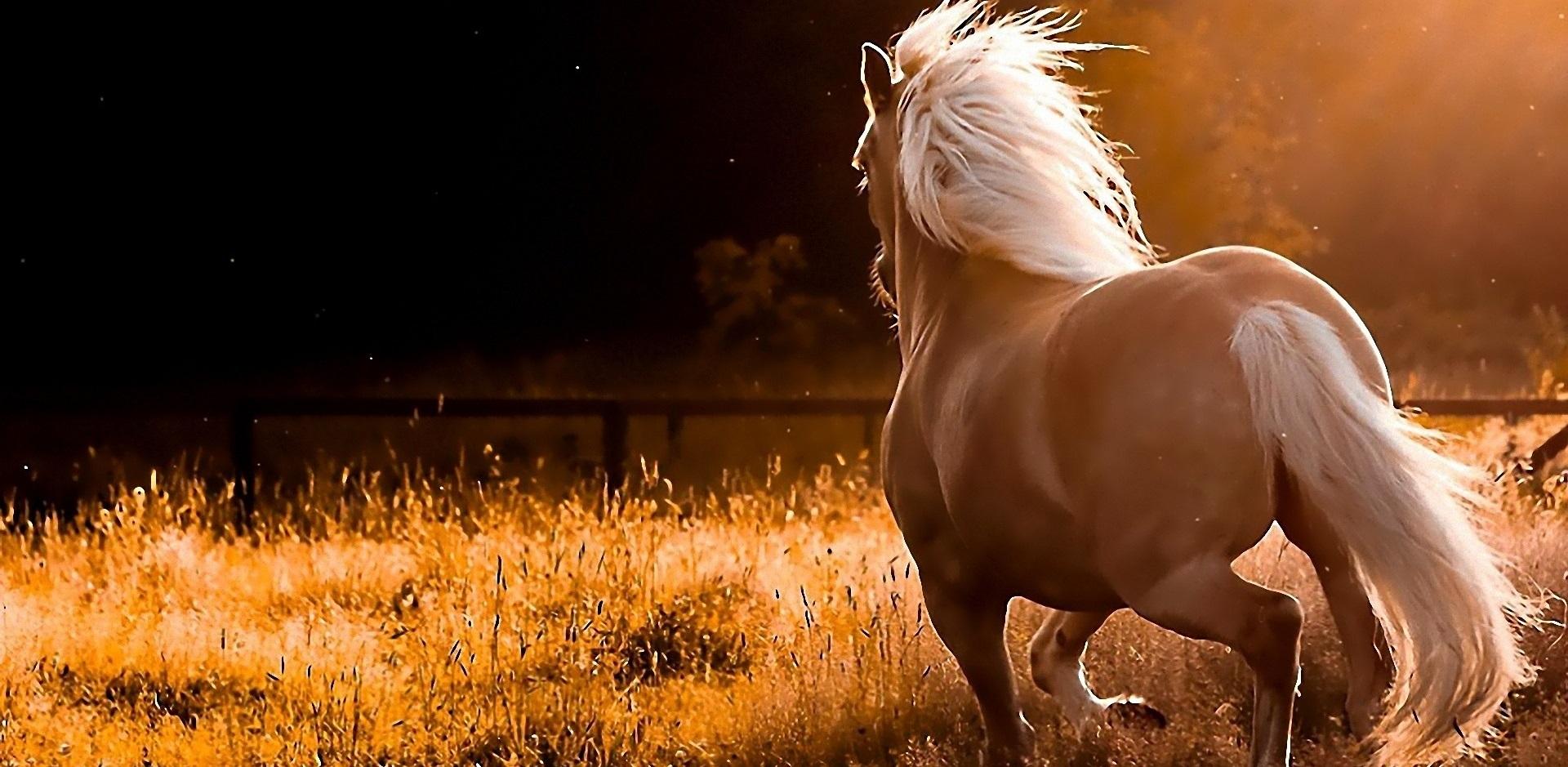 Horse Wallpaper and Background Image