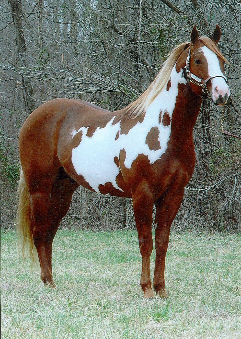 Meet the American Paint Horse. Paint horses. Horses, American