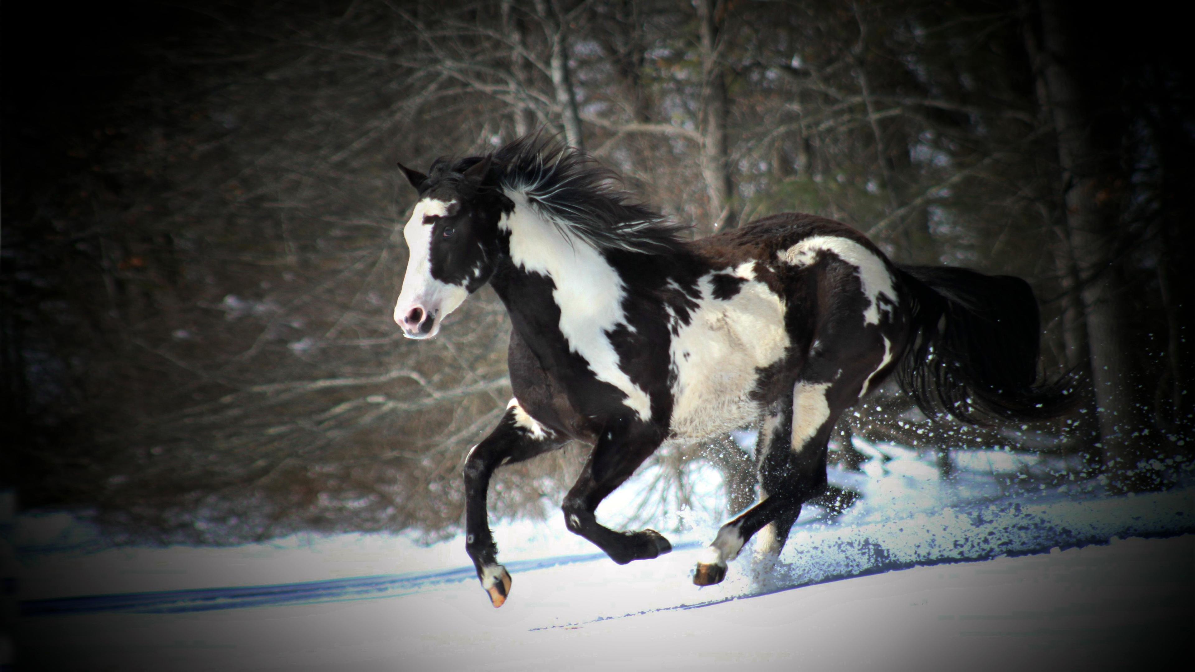 Black And White Horse Running In Snow Desktop Wallpaper Background