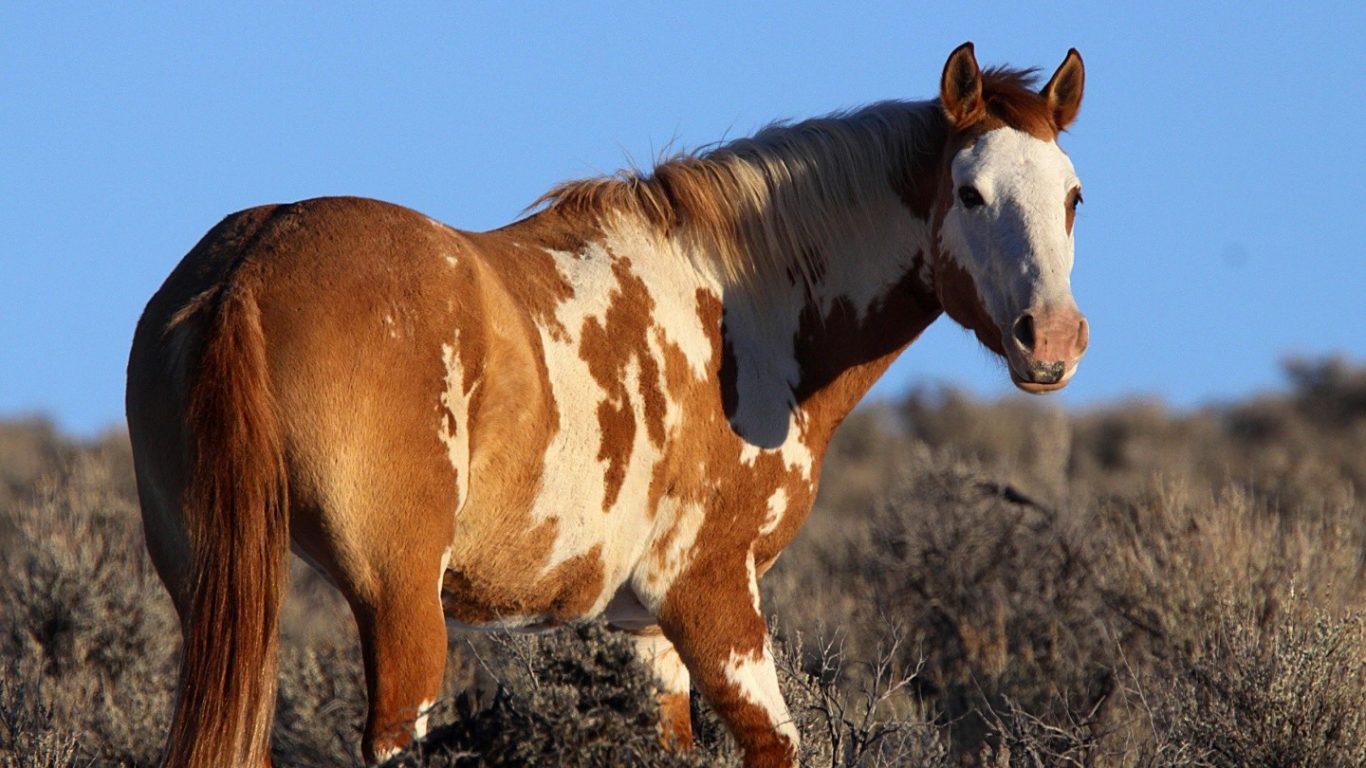 Wallpaper Tagged With Texmex: Paint Texmex Horse Horses American