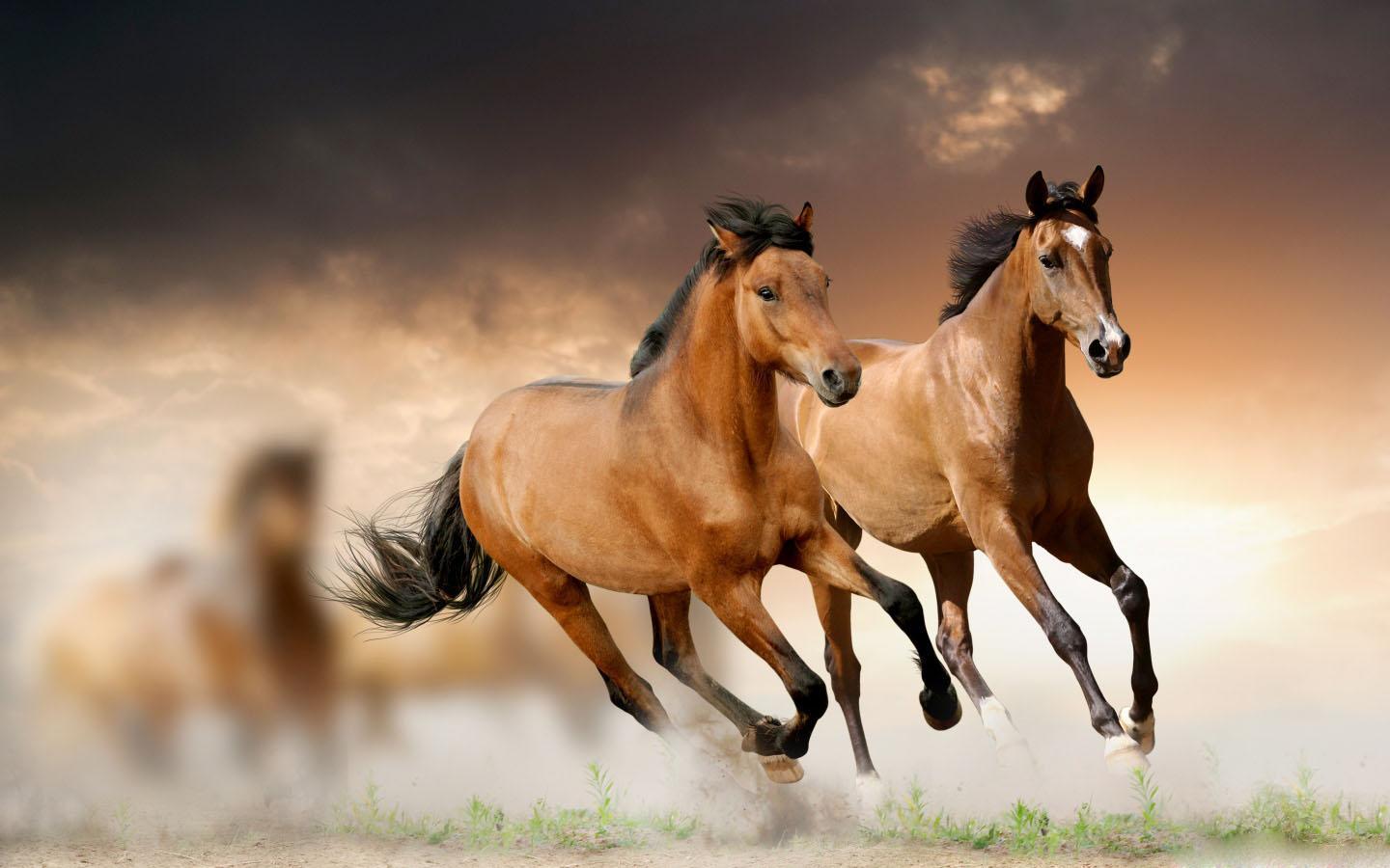 Horse Wallpaper and Background Image