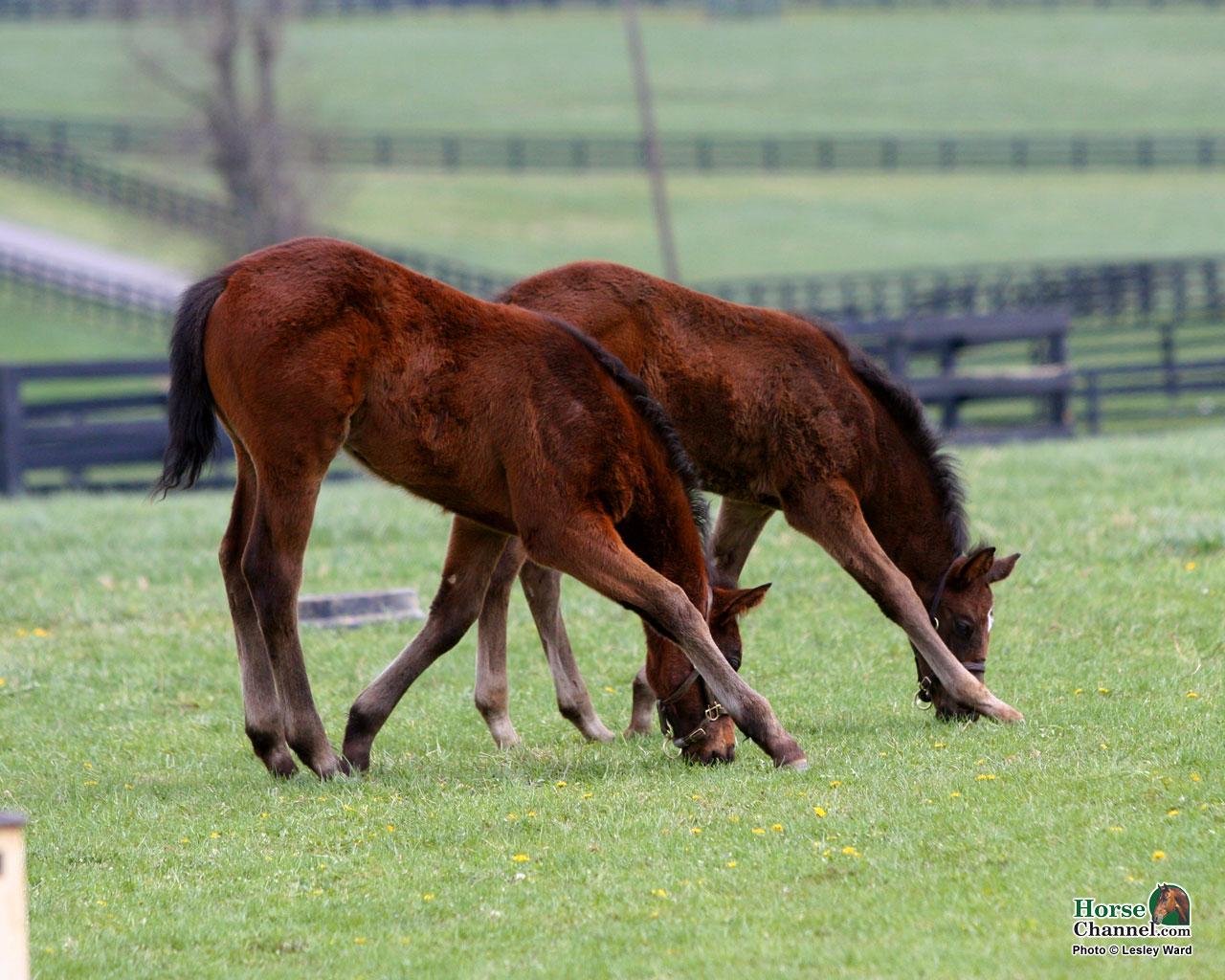 Springtime Foal Screensaver and Desktop Wallpaper