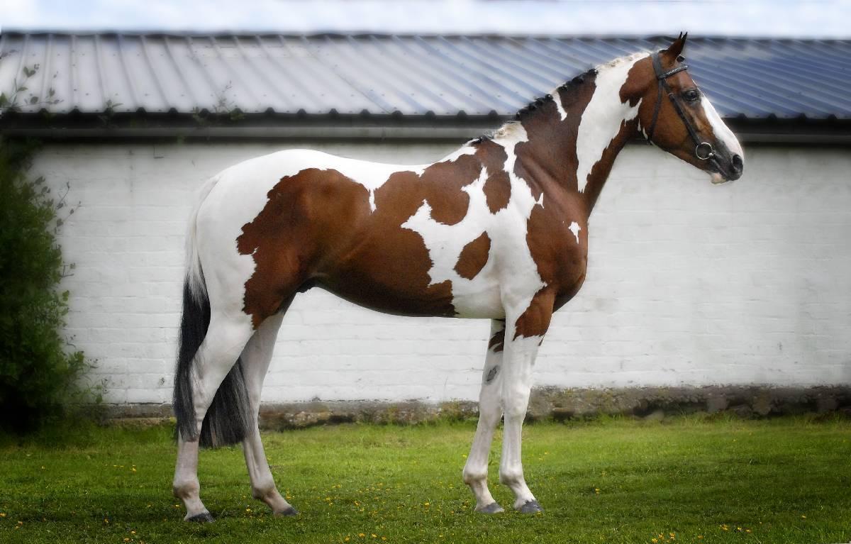 Group of Paint Horse HD