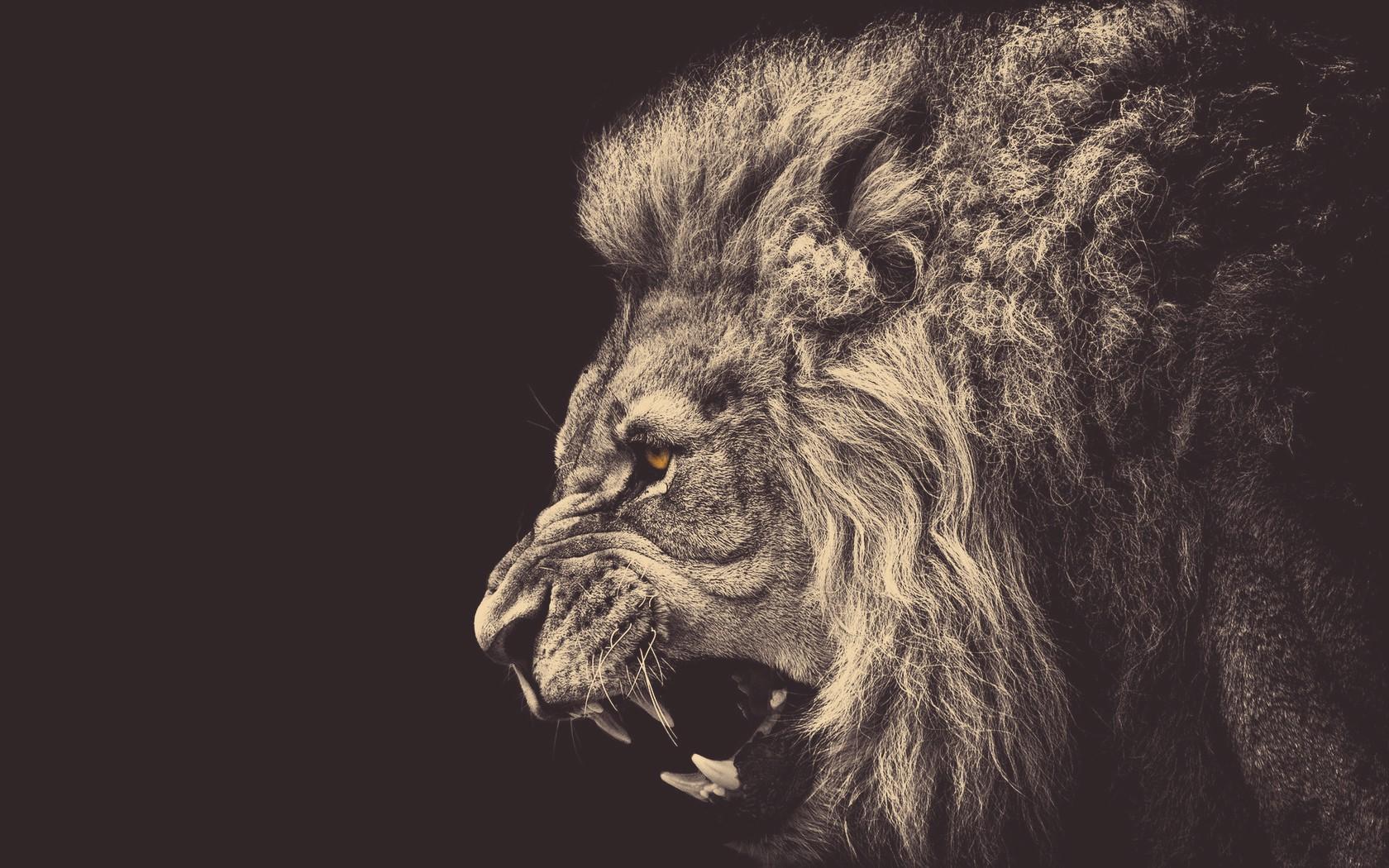 lion, Animals, Anger Wallpaper HD / Desktop and Mobile Background