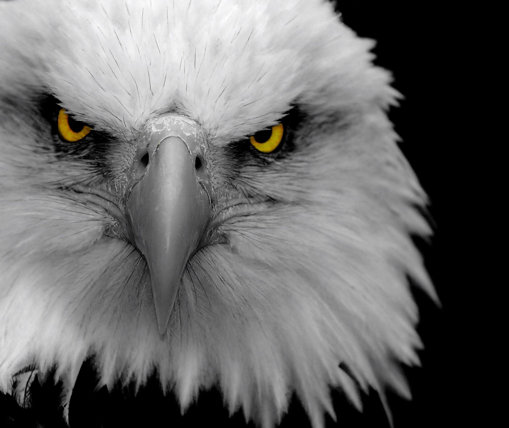black, white, birds, eagles, feathers, Eagle Eye, anger wallpaper