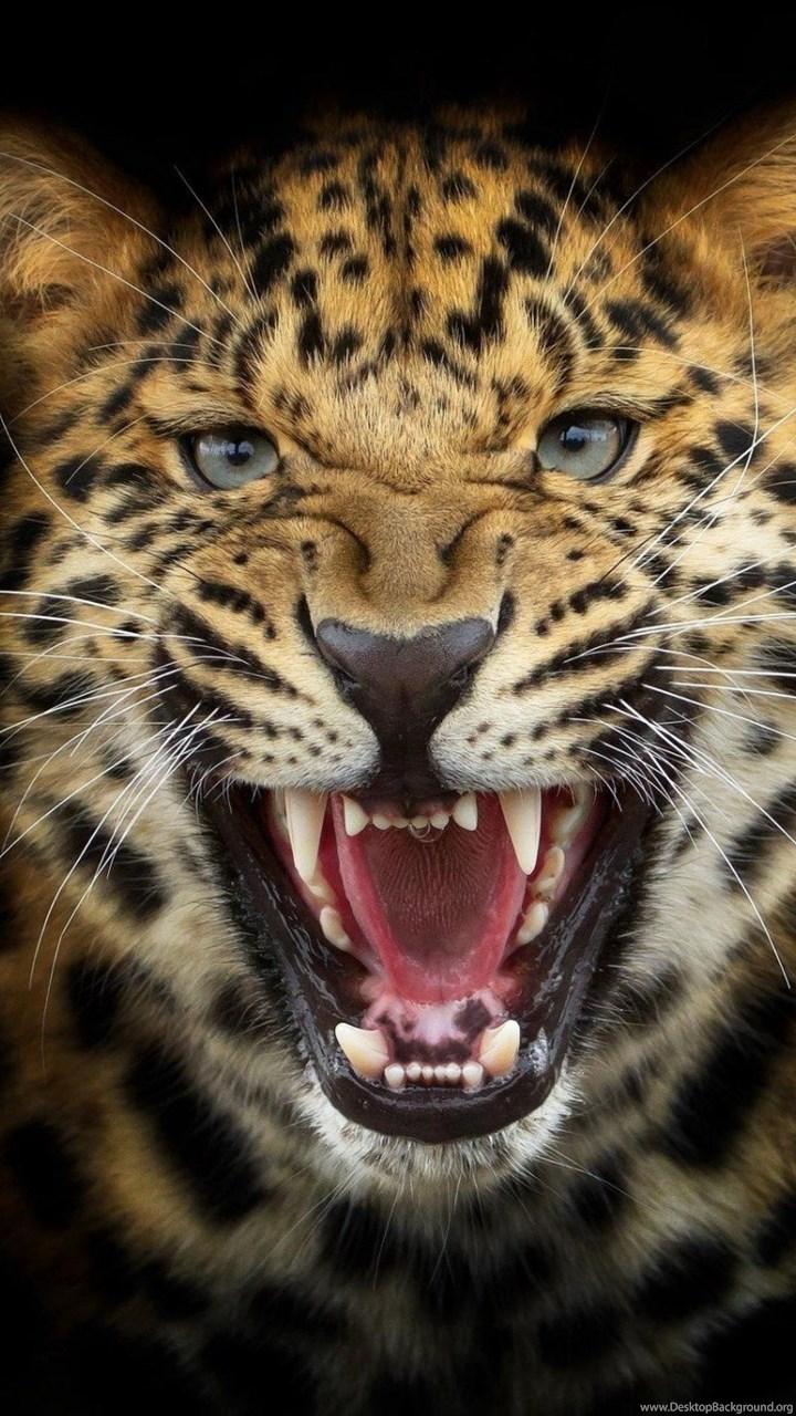 Predator Leopard Black Background Photohop Anger Cat HD Wallpaper