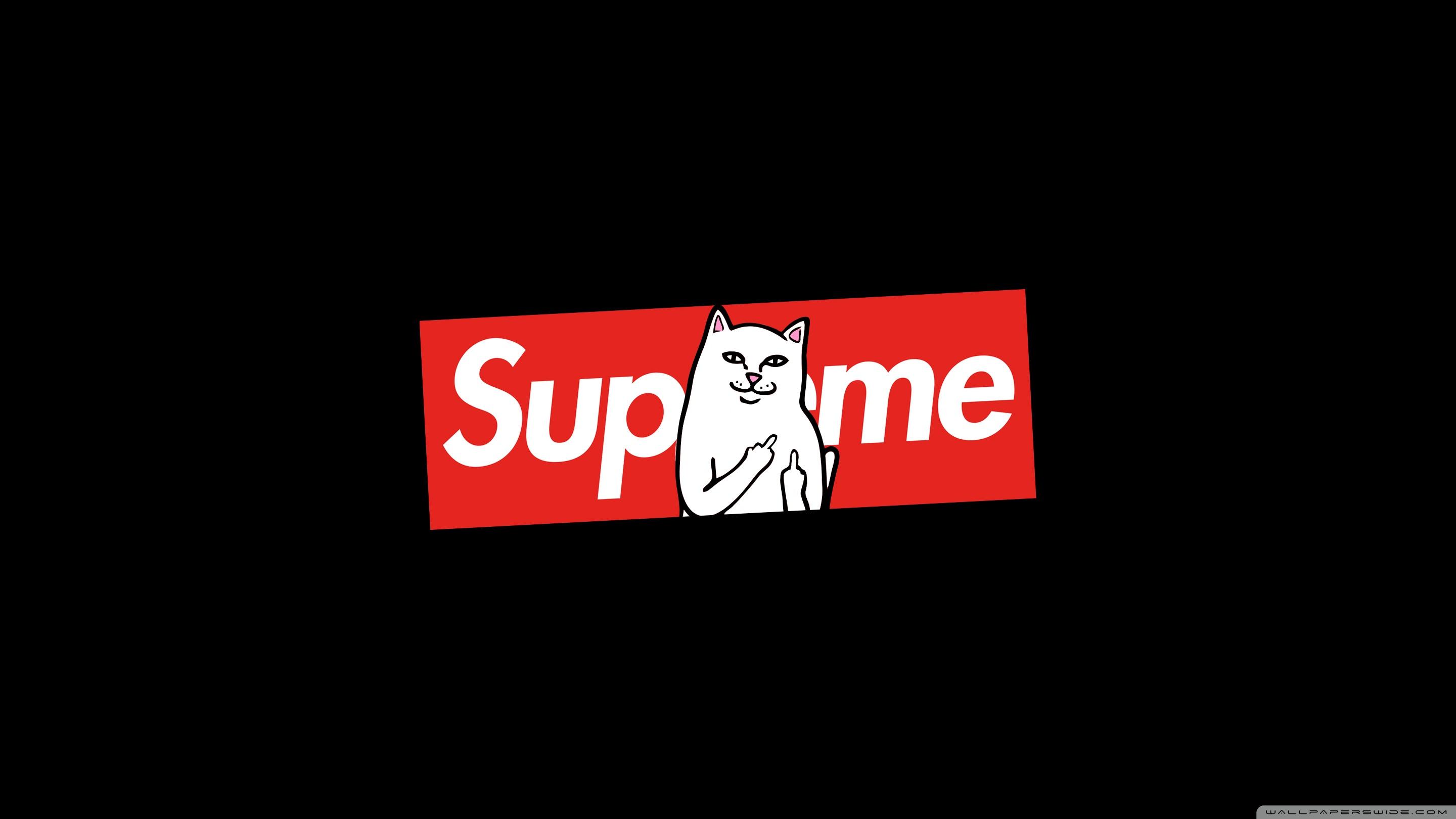 Supreme Cat ❤ 4K HD Desktop Wallpaper for 4K Ultra HD TV • Dual