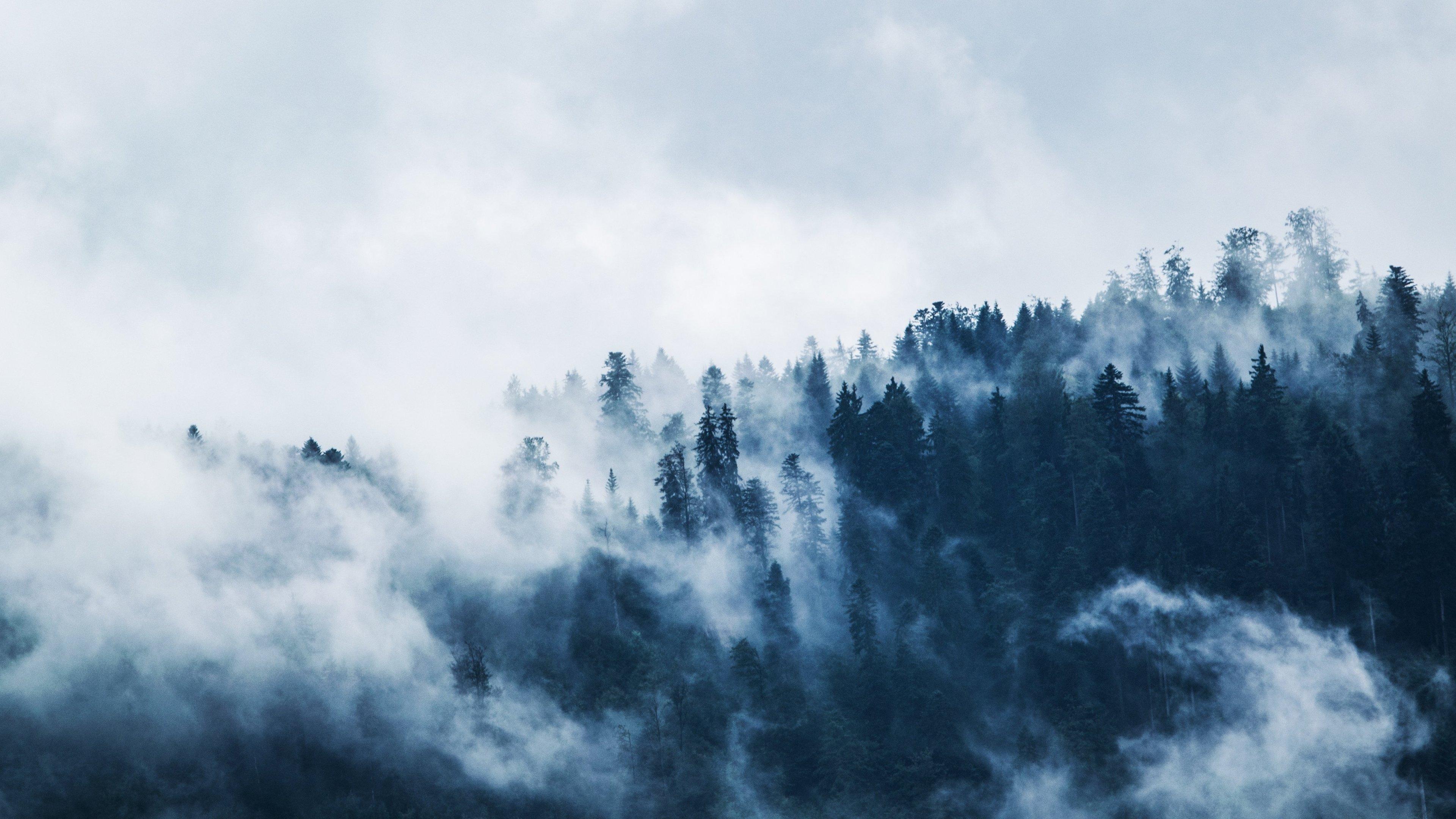 Forest Mist Wallpaper, Android & Desktop Background