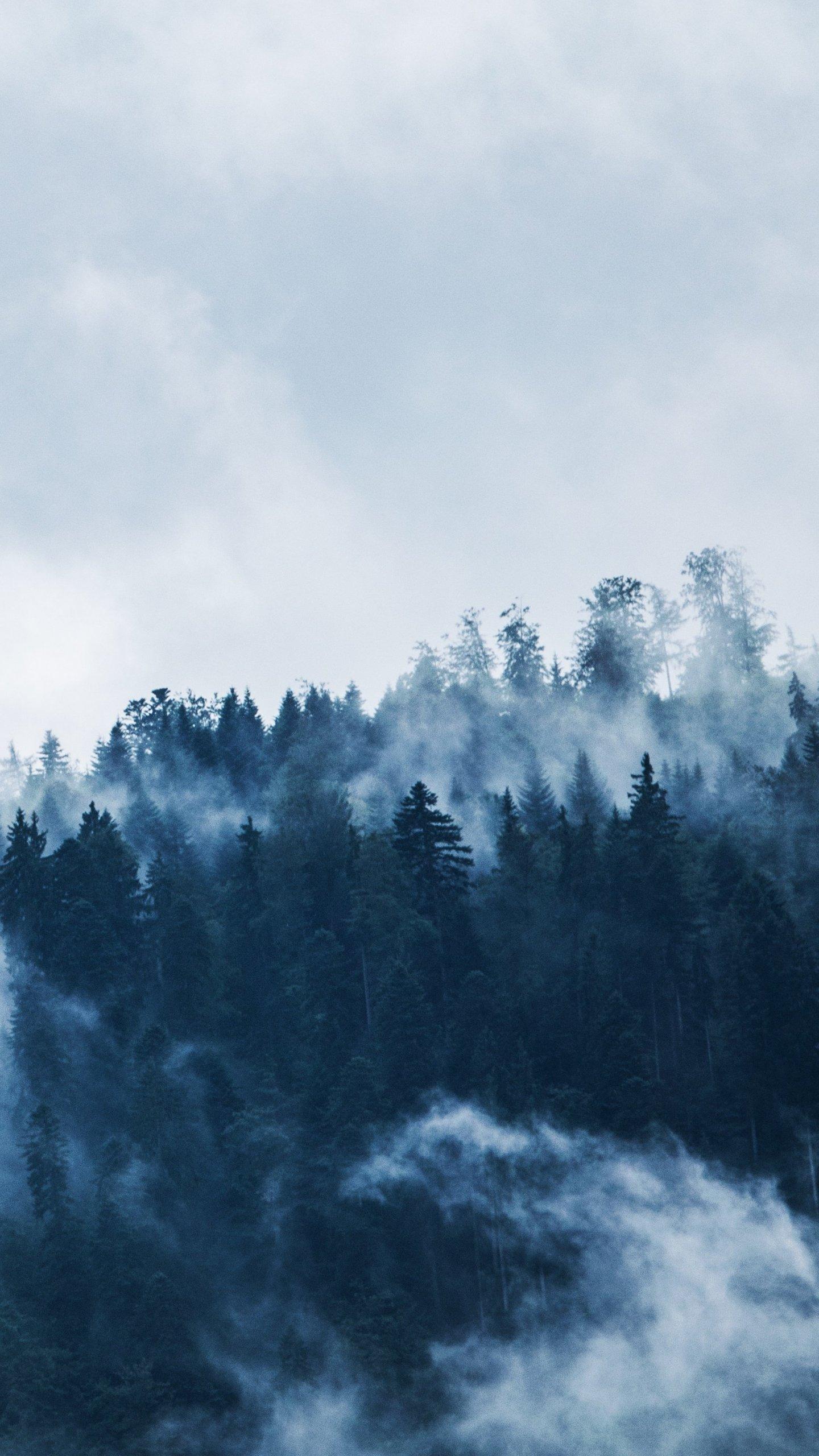 Forest Mist Wallpaper, Android & Desktop Background