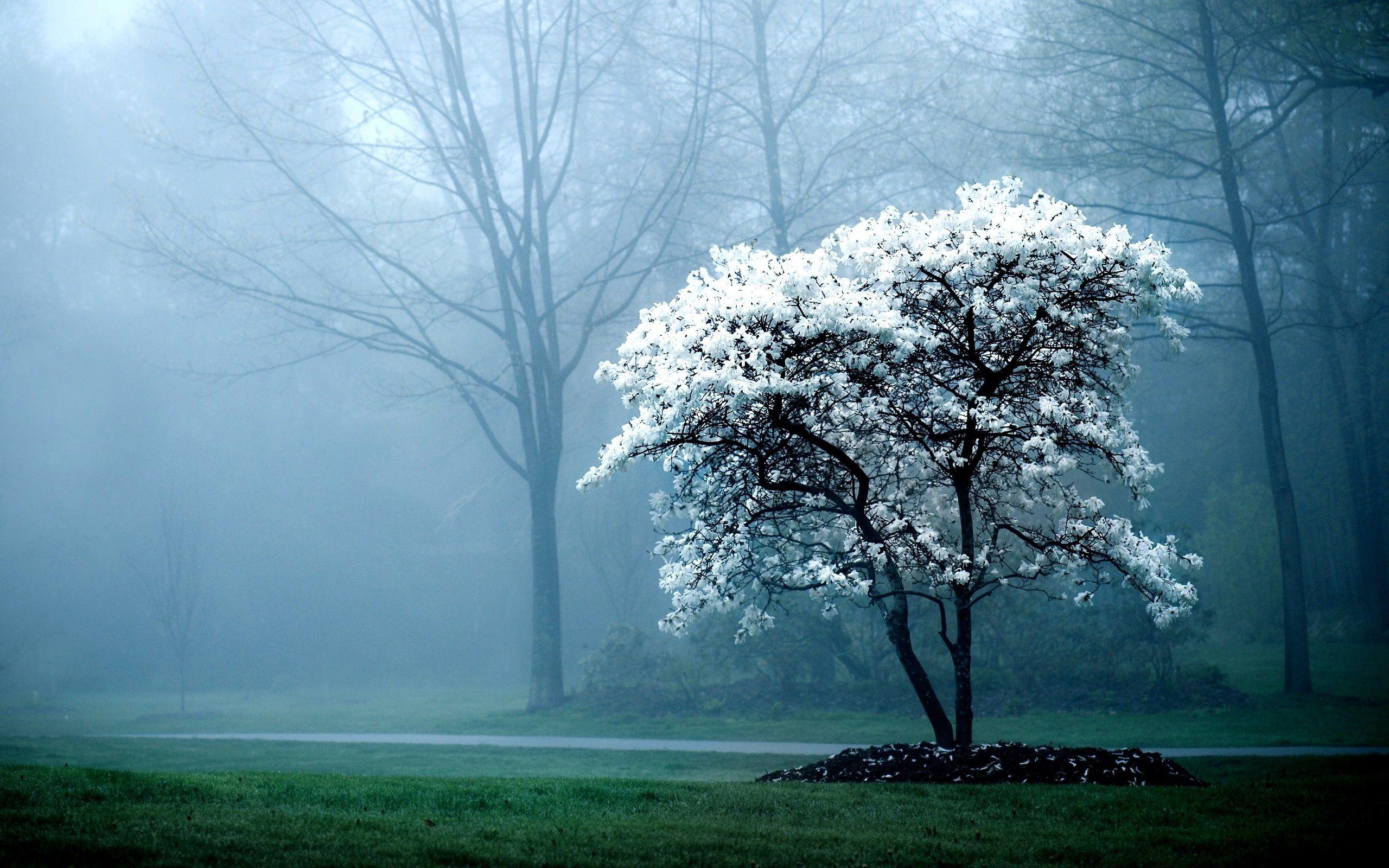 White Tree Fog Mist Forest Hd Wallpaper Lovely Desktop Background