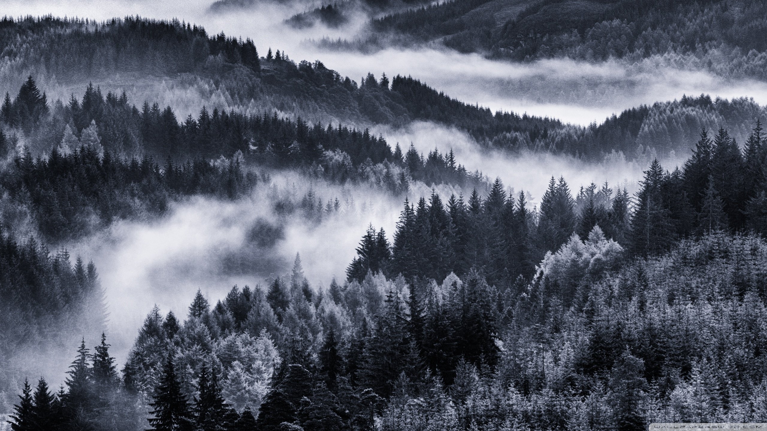 Early Morning Mist, Forest ❤ 4K HD Desktop Wallpaper for 4K Ultra