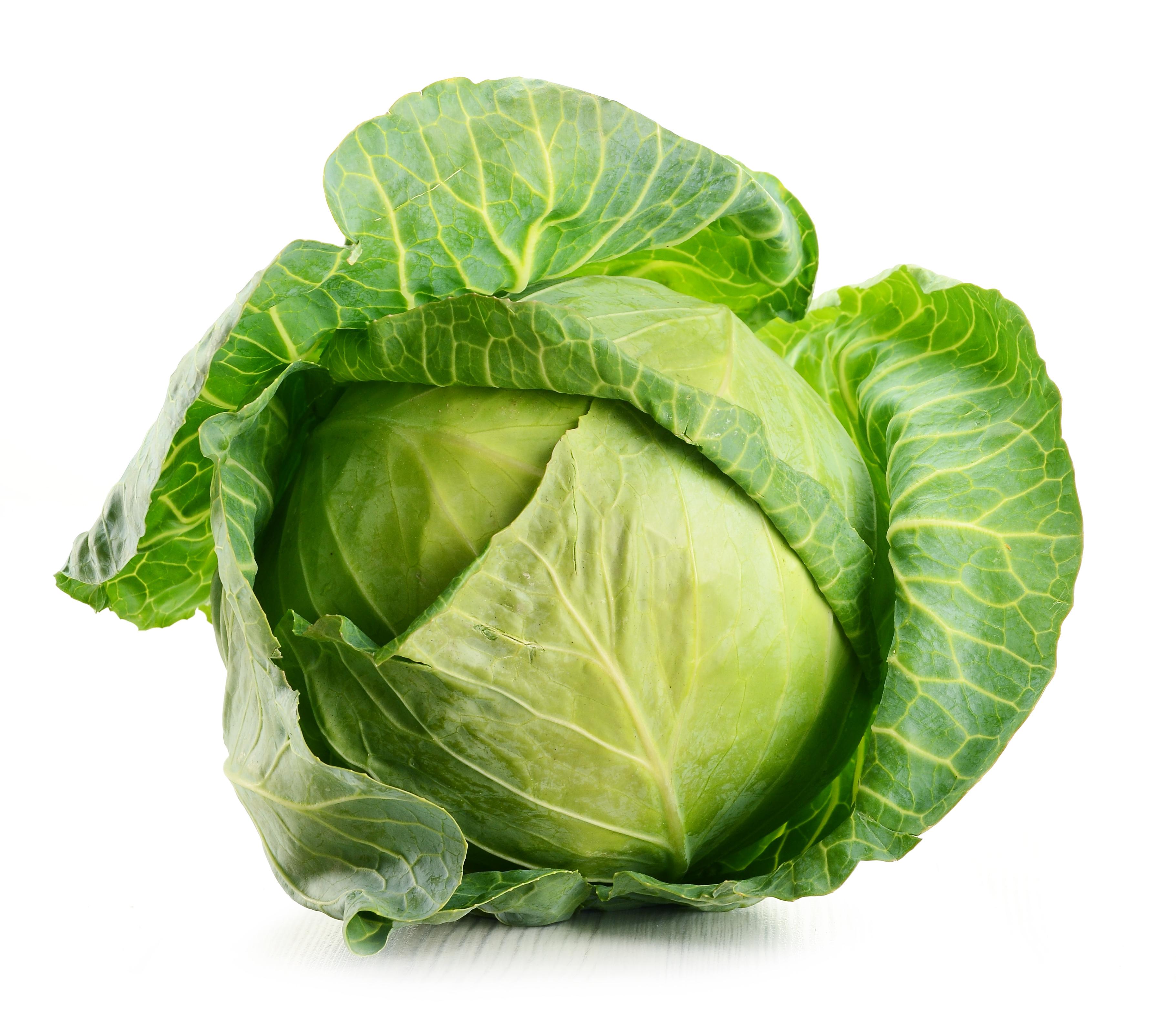 Raw Cabbage Head # 3642x3174. All For Desktop