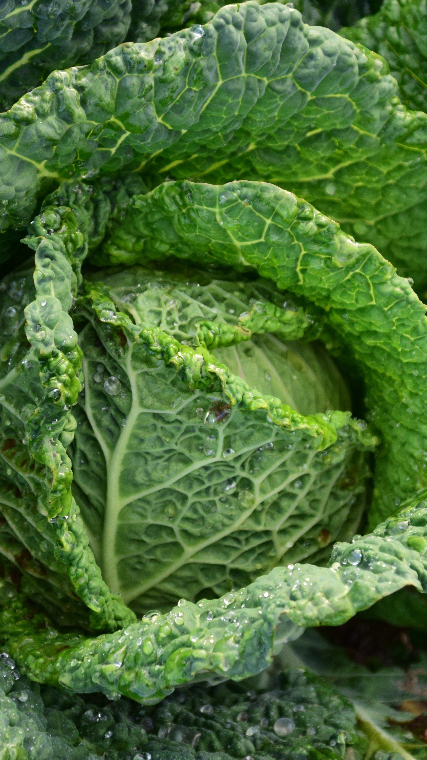 Green Cabbage Wallpaper, Android & Desktop Background