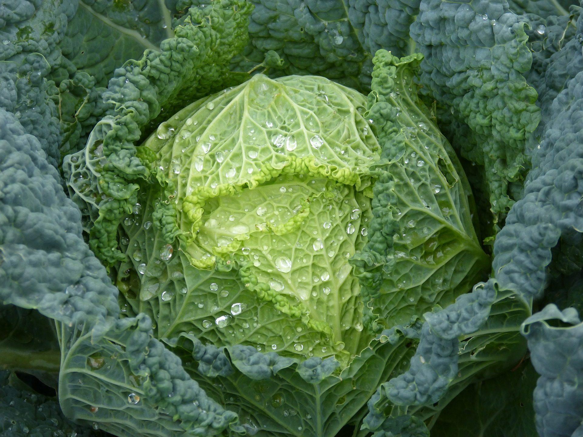 Cabbage Wallpaper Full HD Free Image Download