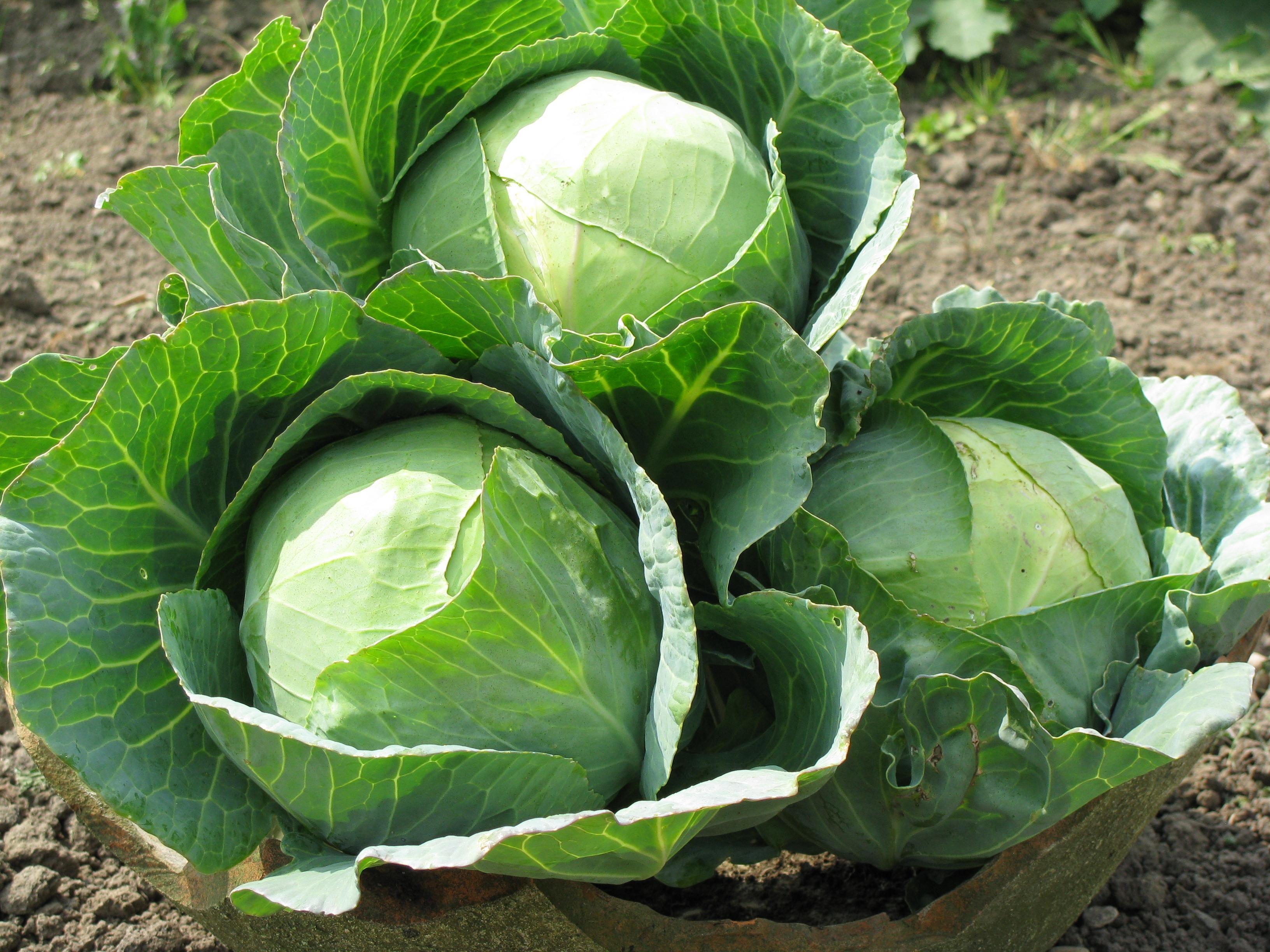 Trio Cabbage Heads in the Kitchen Garden # 3264x2448. All