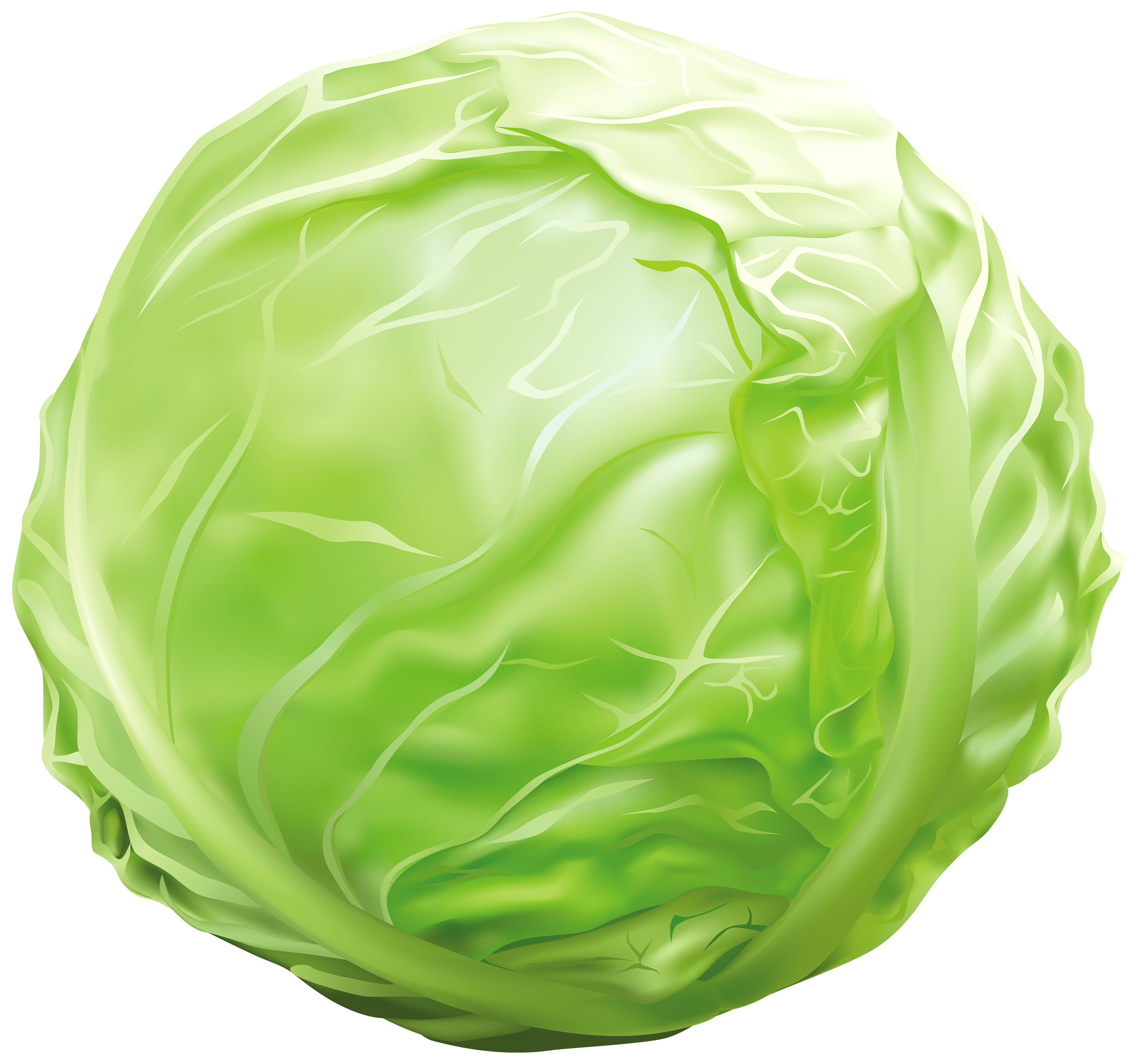 Cabbage PNG Clipart Image Quality