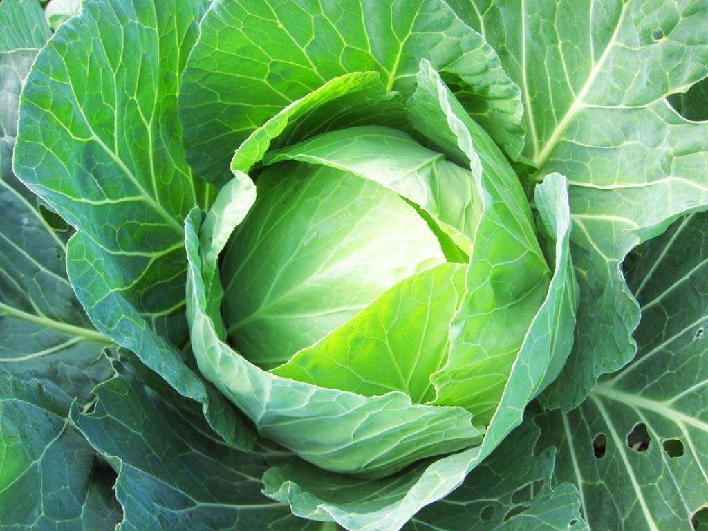 yun_13136 -yoyo. Fresh Cabbage HD Wallpaper. Cabbage benefits