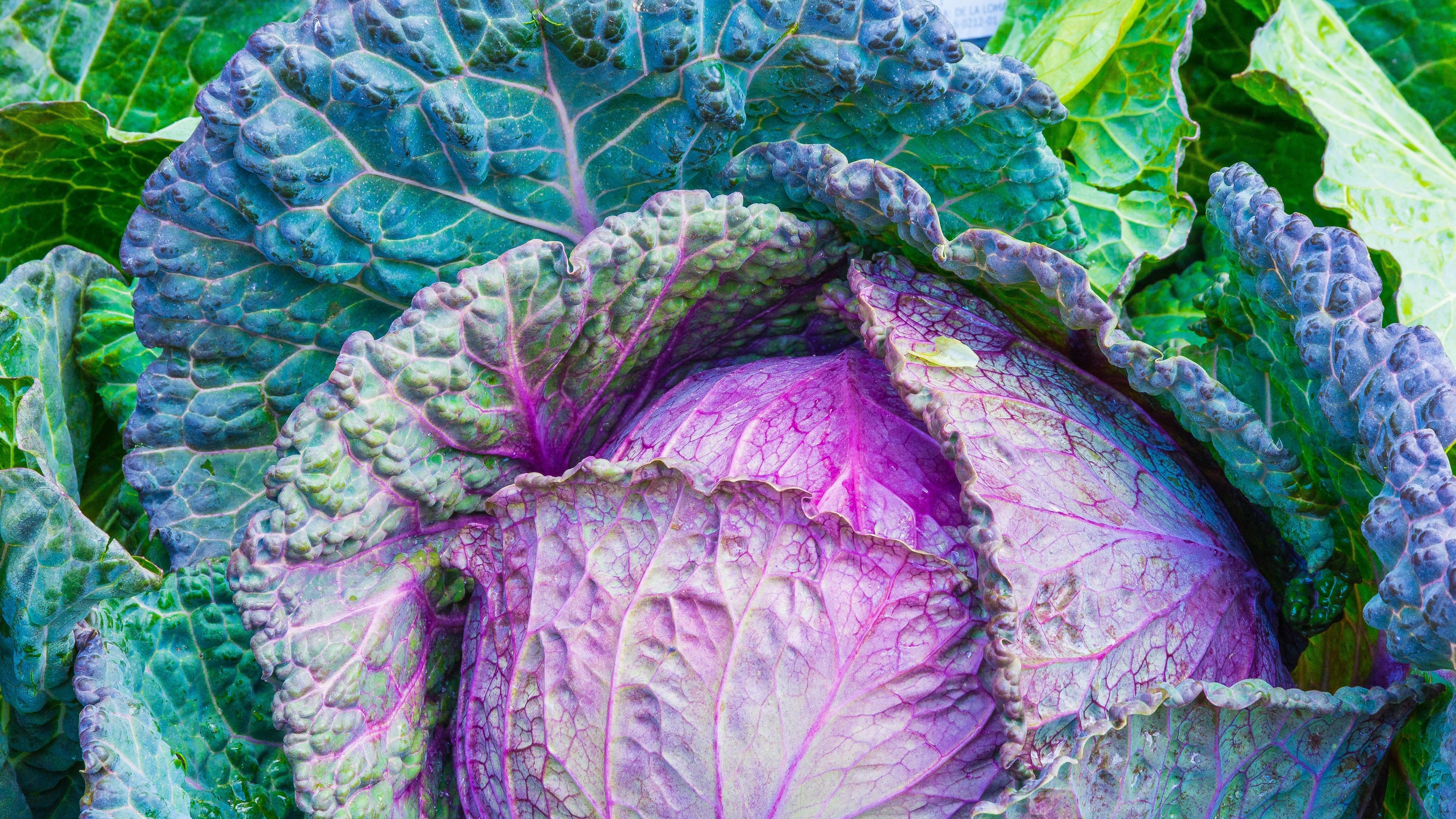 Download wallpaper 3840x2160 cabbage, vegetable, leaves 4k uhd 16:9