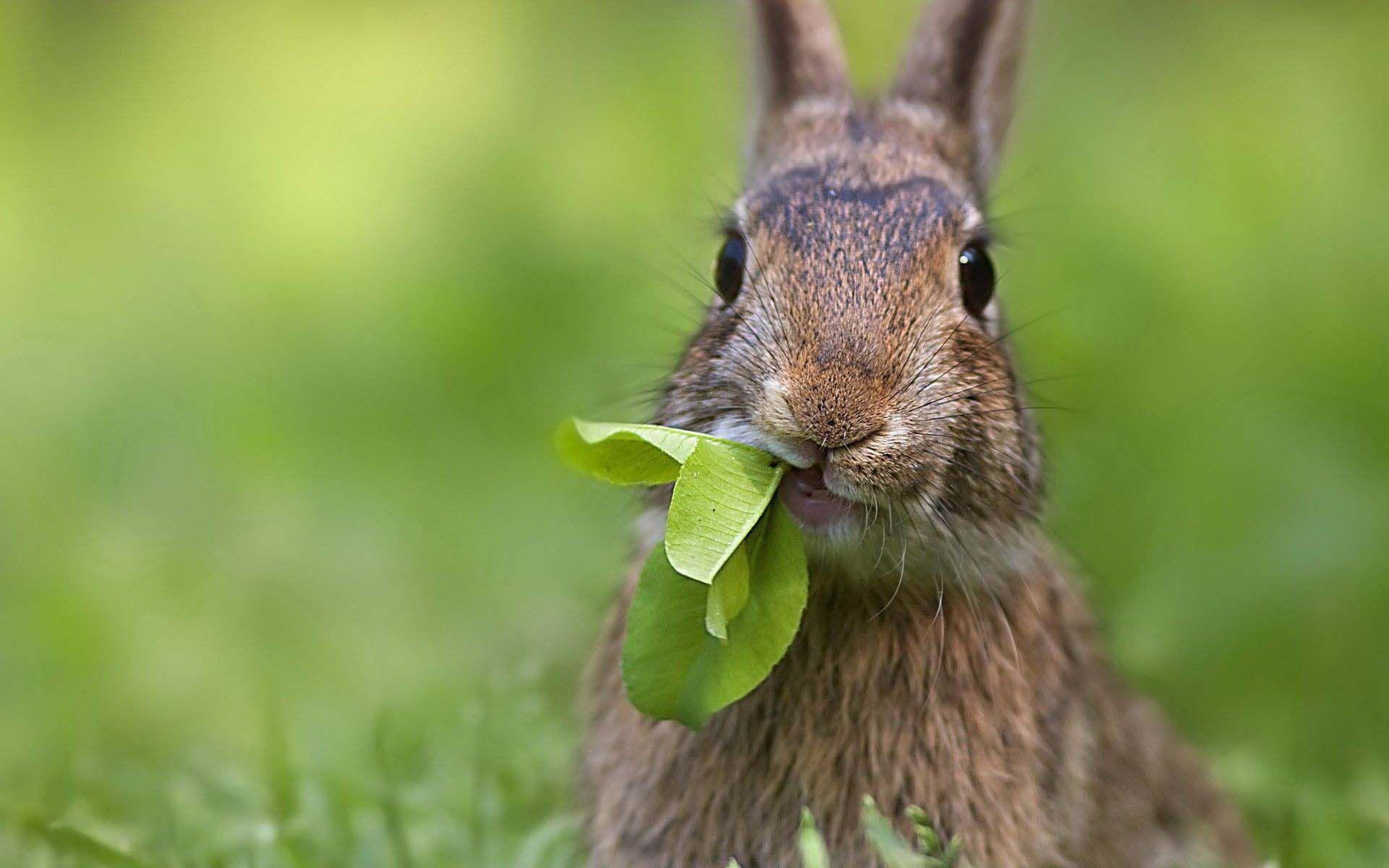 Curious Rabbit With Cabbage Wallpaper. HD Animals and Birds
