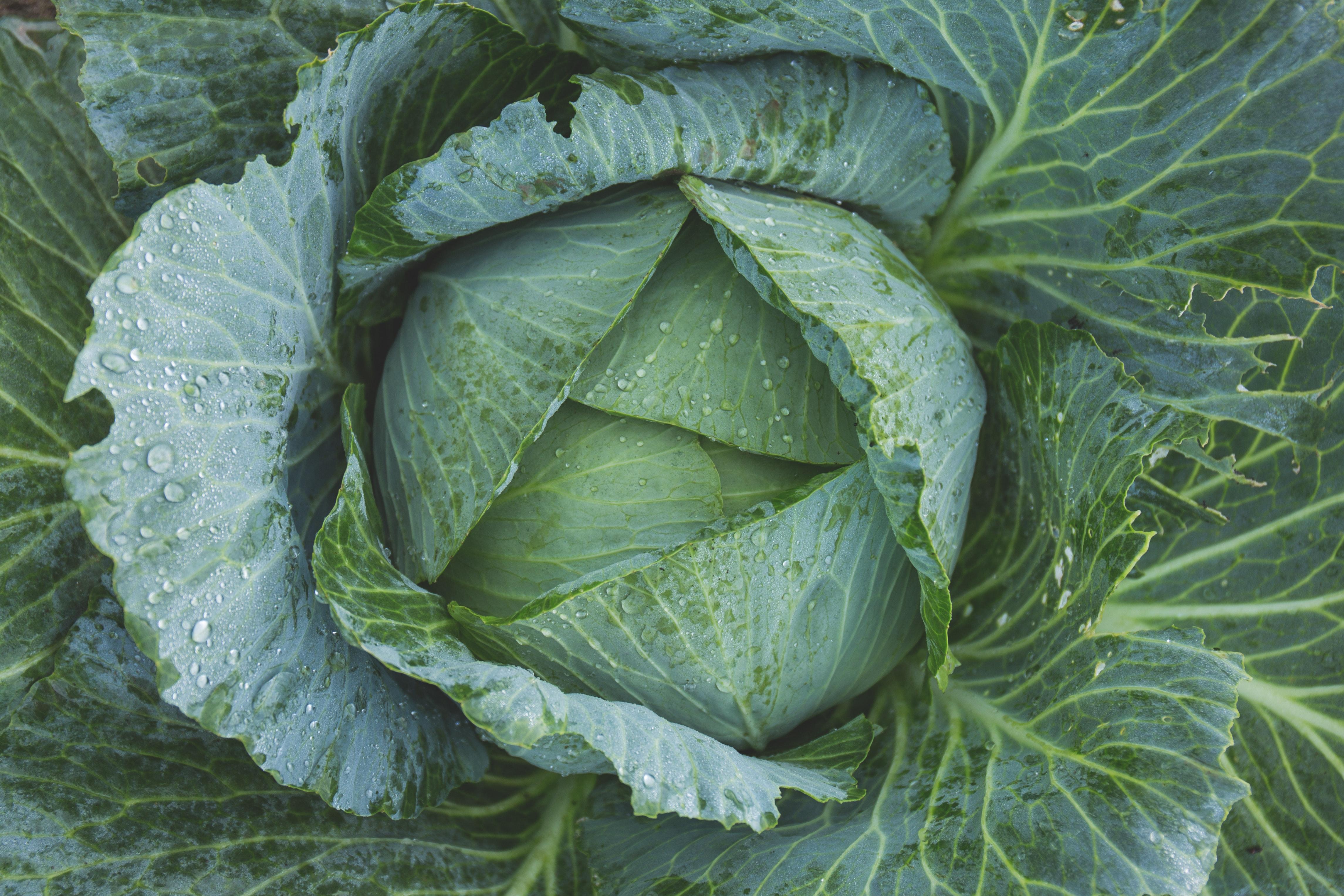 Amazing Cabbage Photo